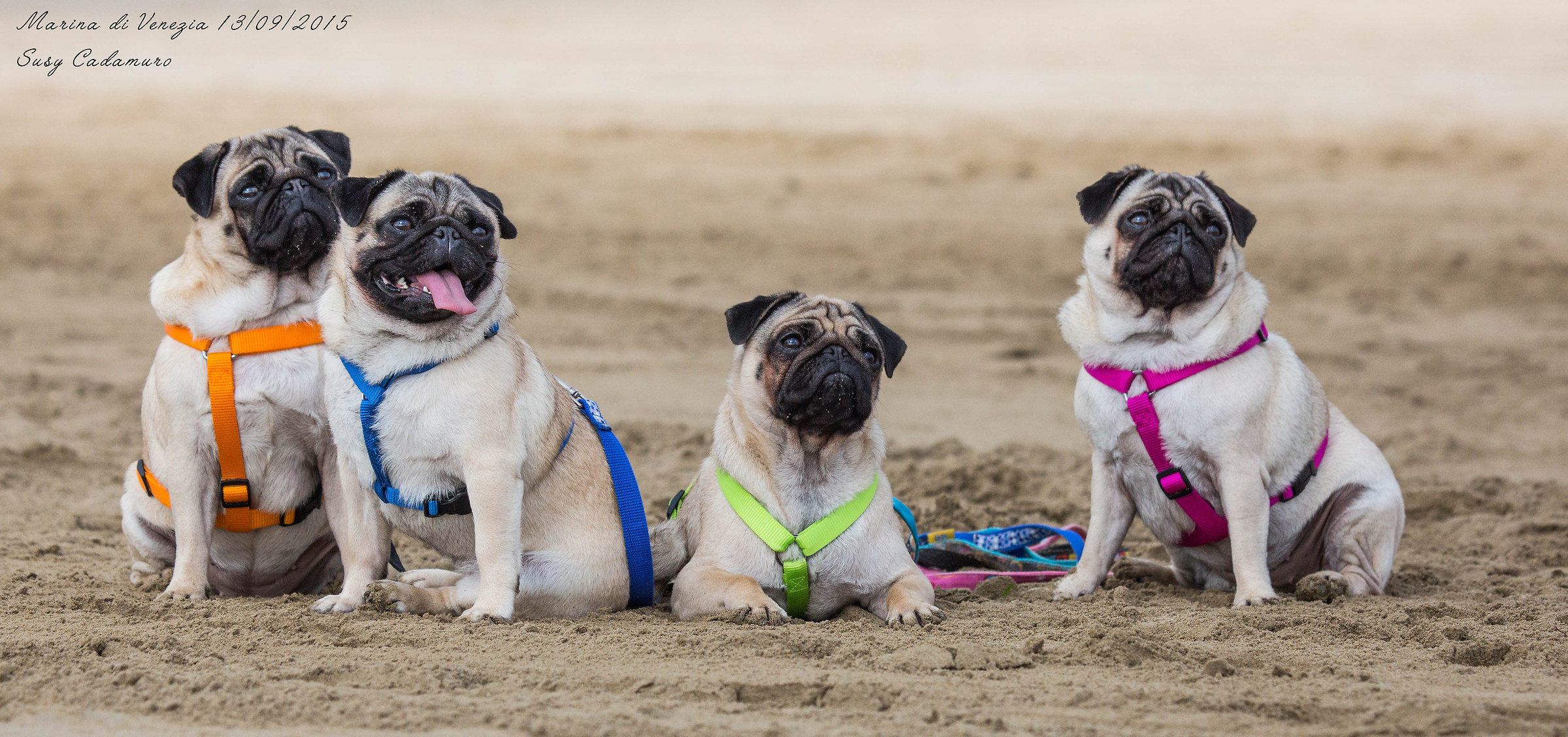 Lavinia Junior iii, Eva, Angelica e Pulce
