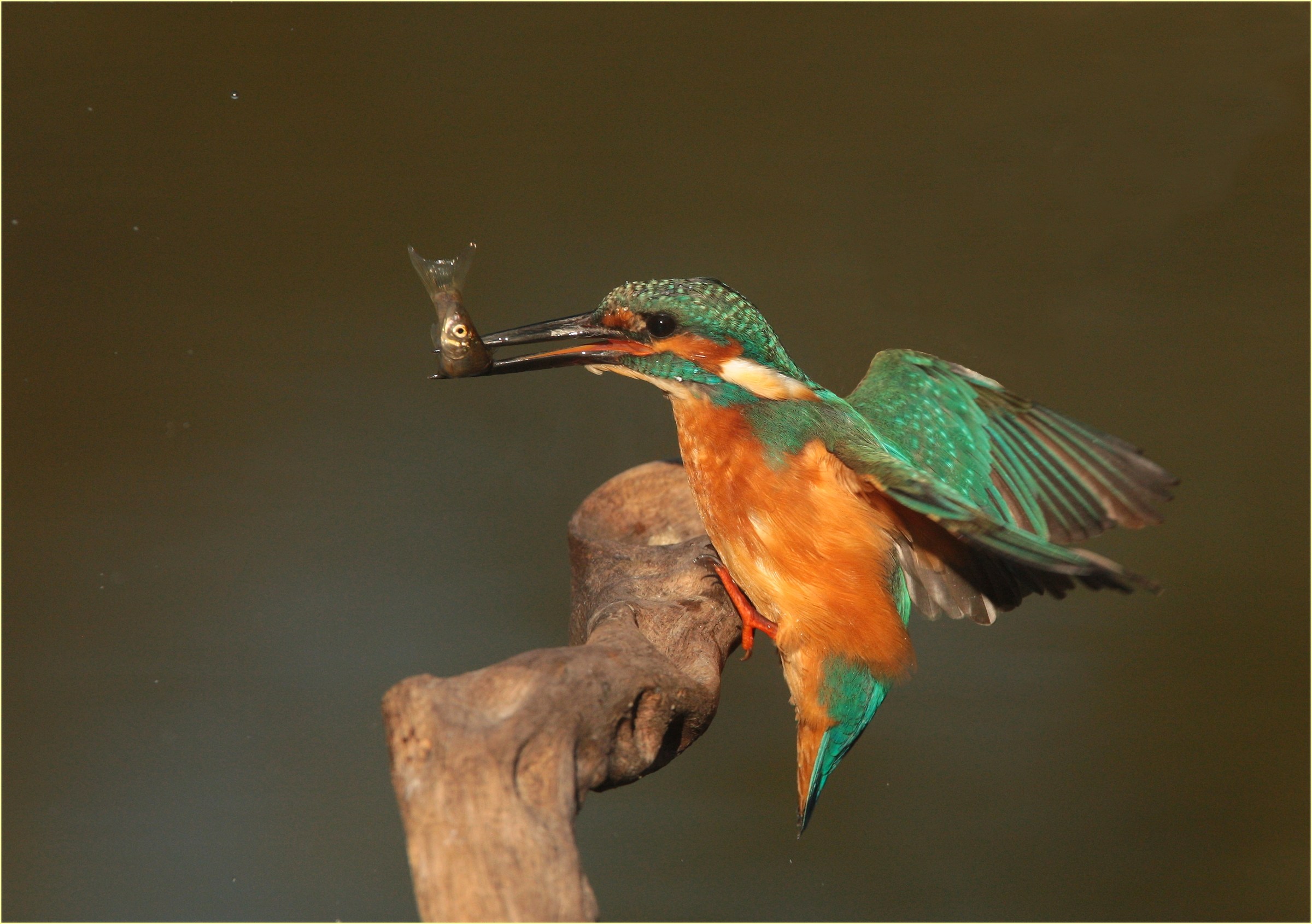 ,, martin pescatore ,,