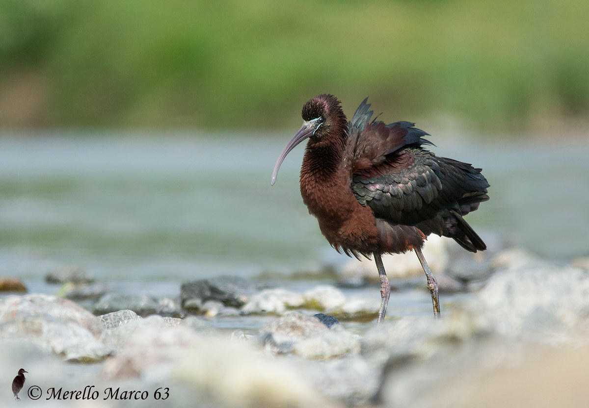 Glossy ibis ...... smoothie ... Torrente Petronio.