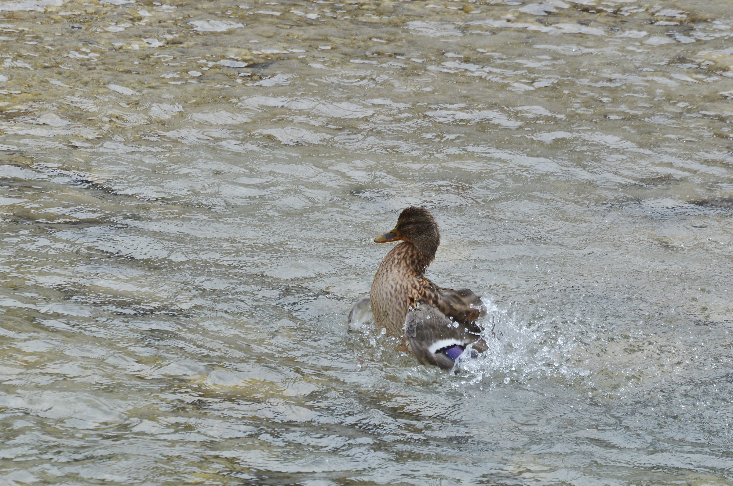 la bella si fa il bagno