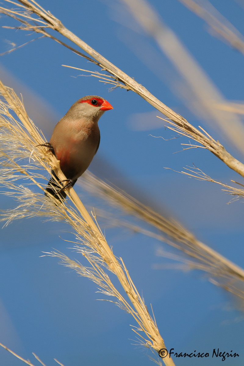 Common waxbill
