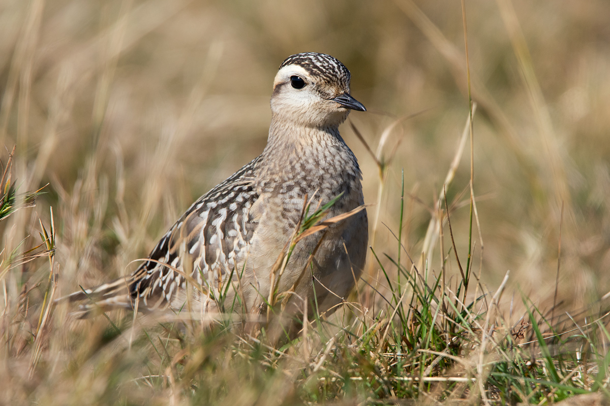 Dotterel
