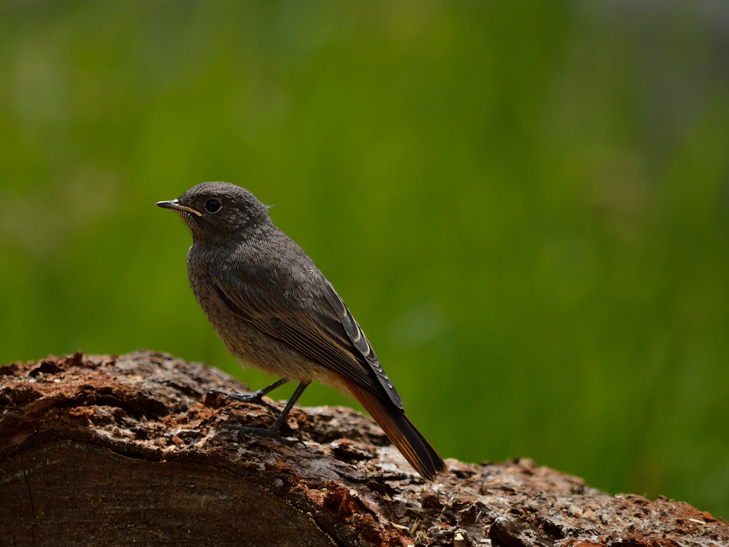 Black redstart