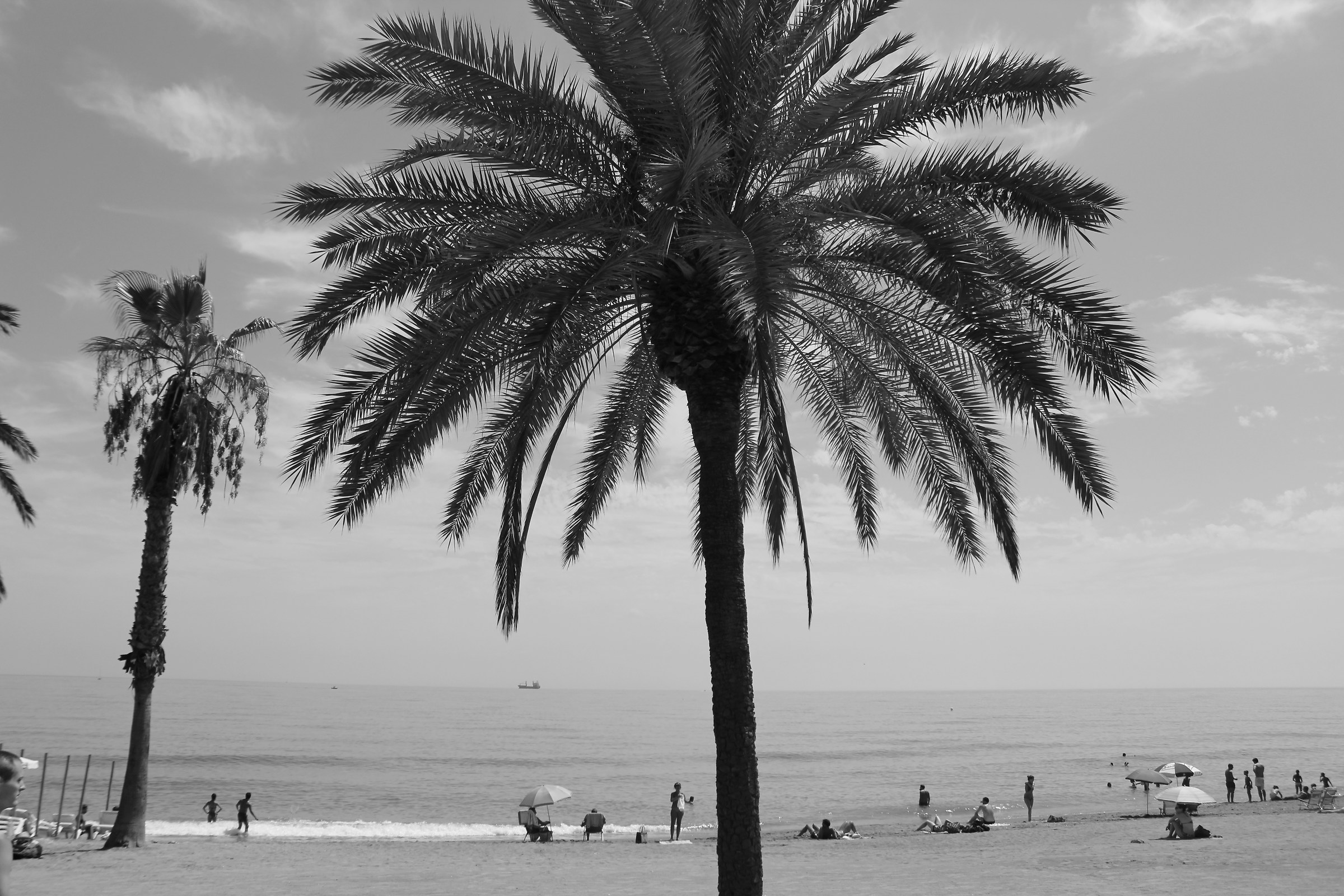 Palmera de la Malagueta