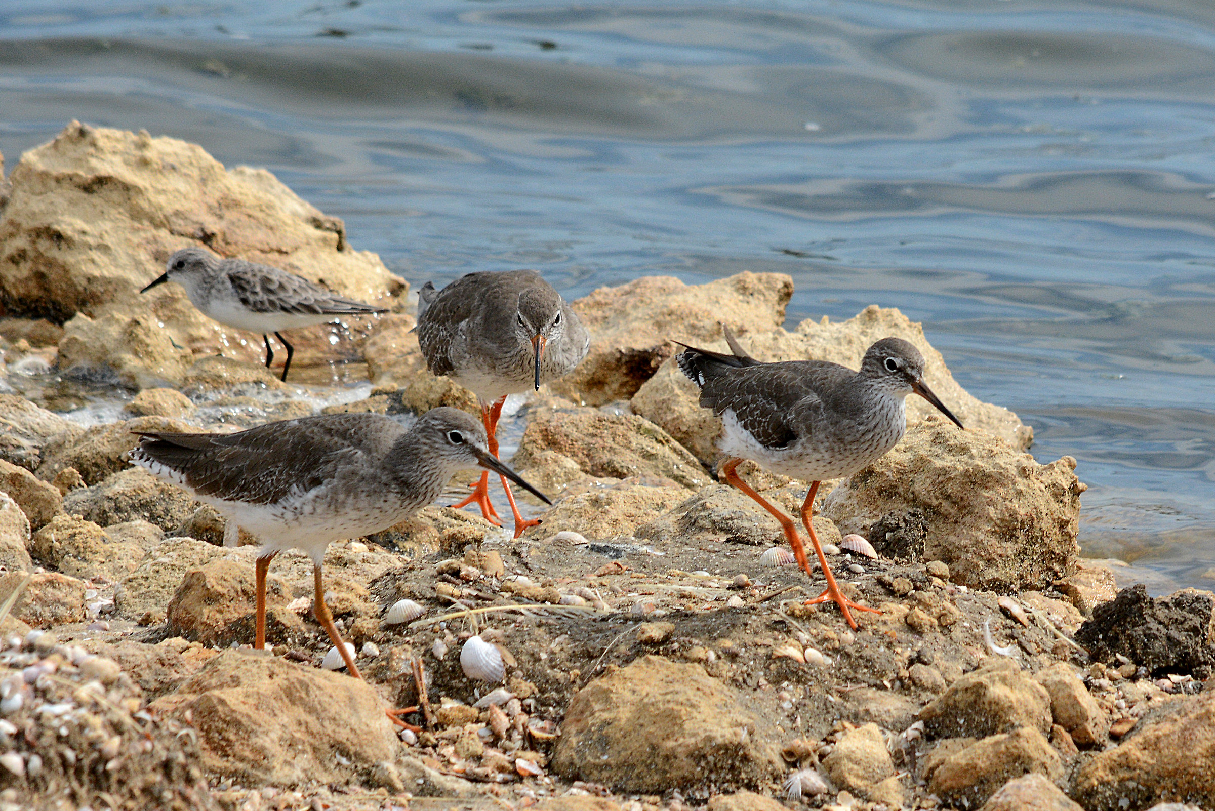 Una bella comitiva di Pettegole !