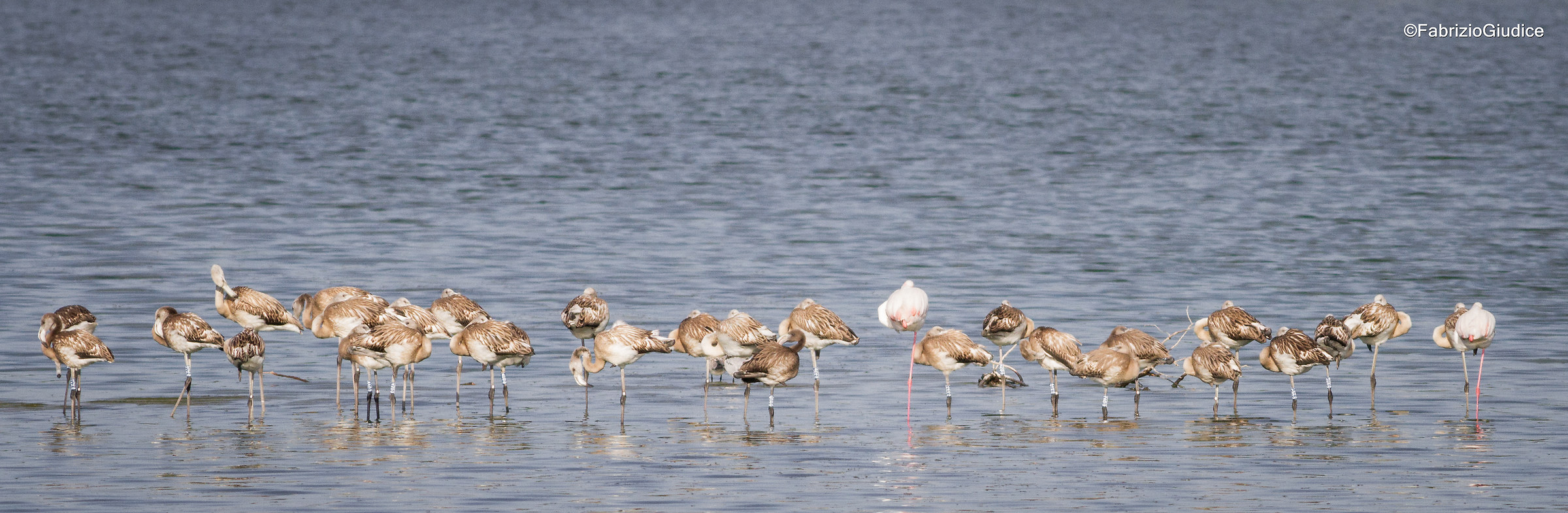 Flamingos ringed the Saline