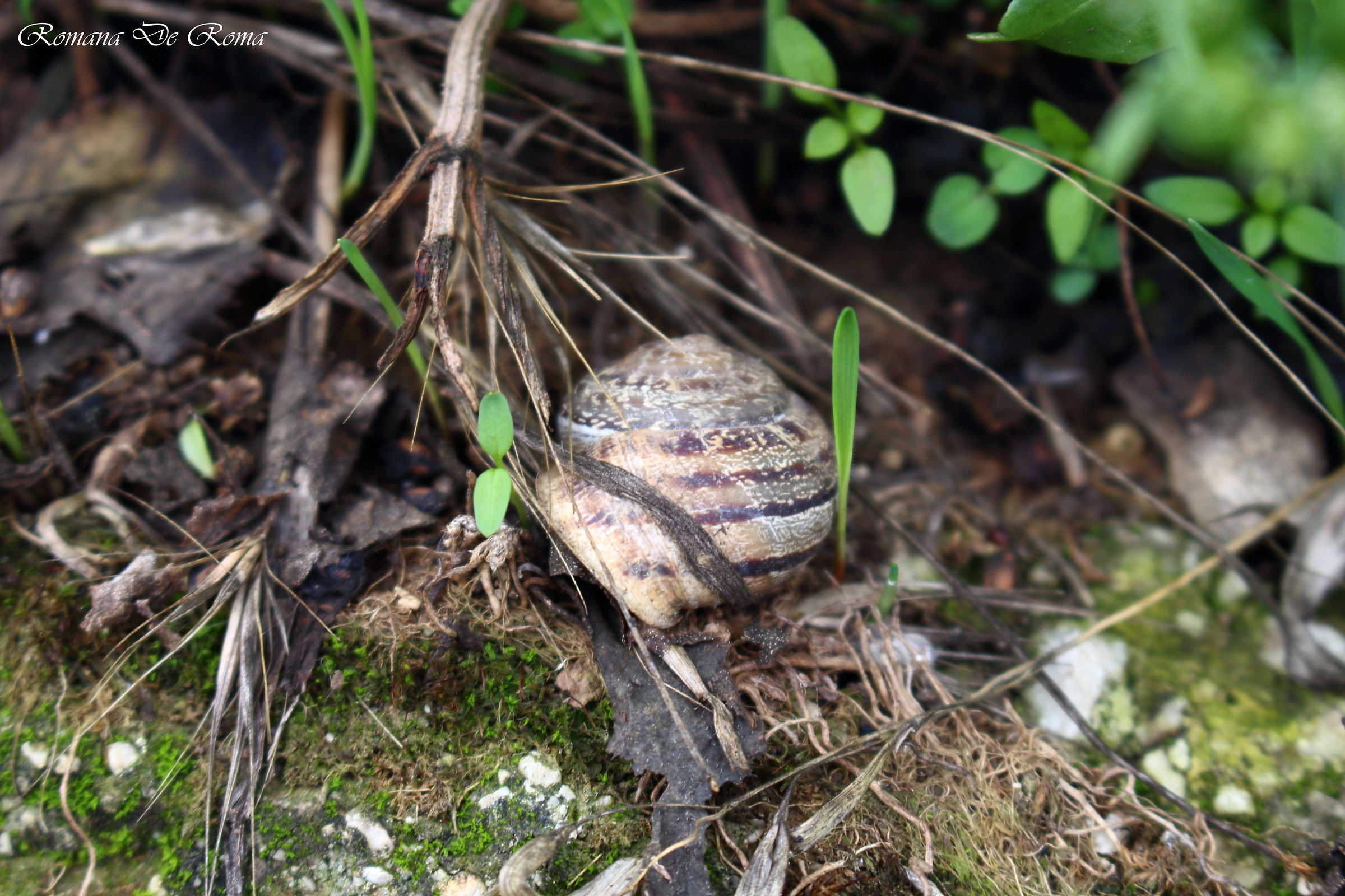 "Me sa che nun me so camuffata bene!"