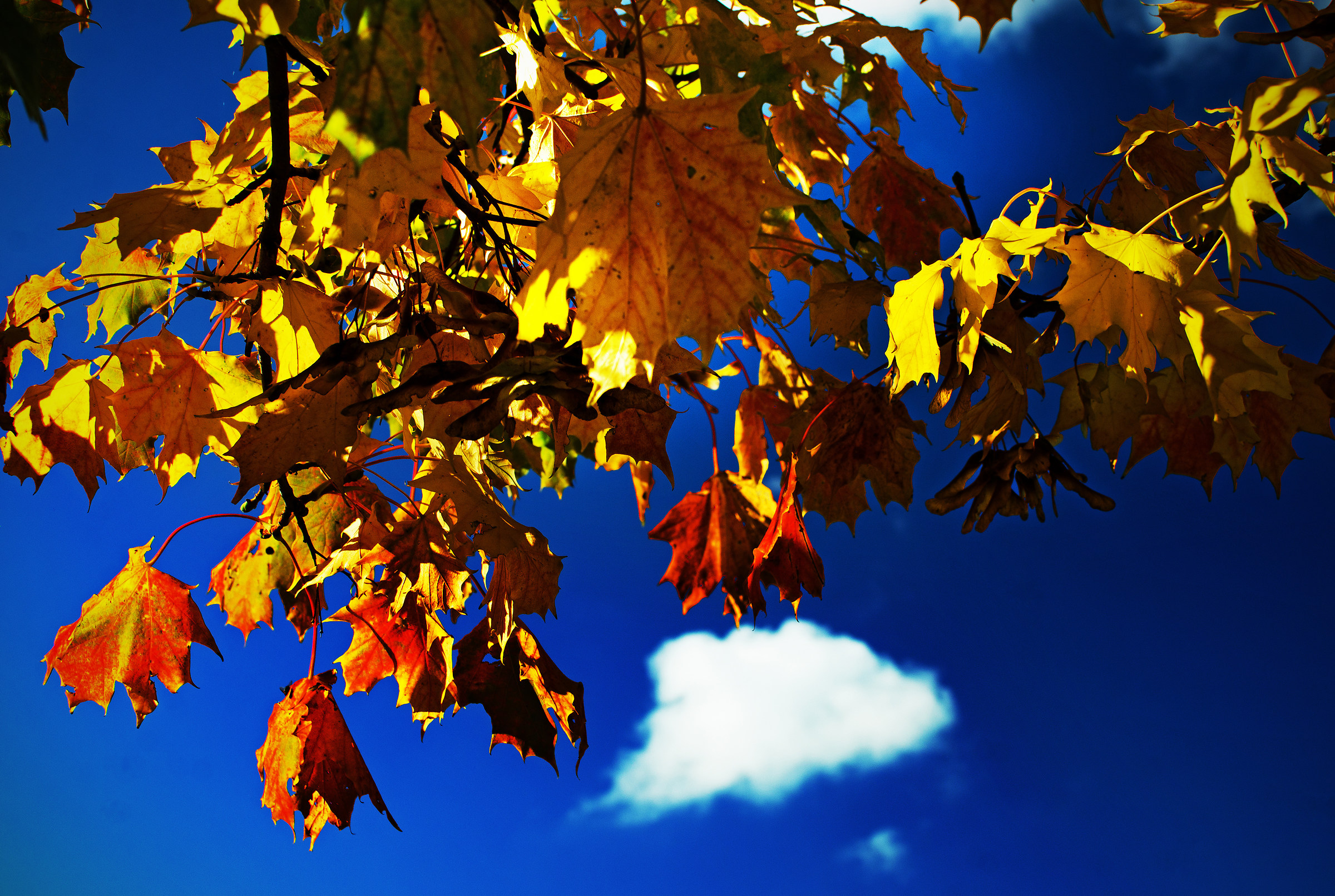 Little Fluffy Clouds (& Sycamore Leaves)