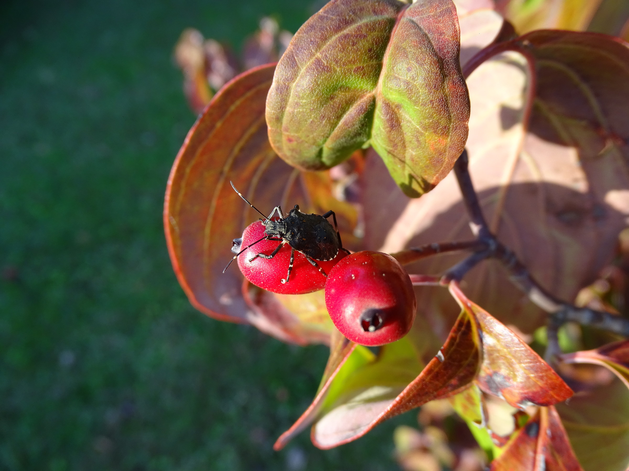 Una specie di cimice