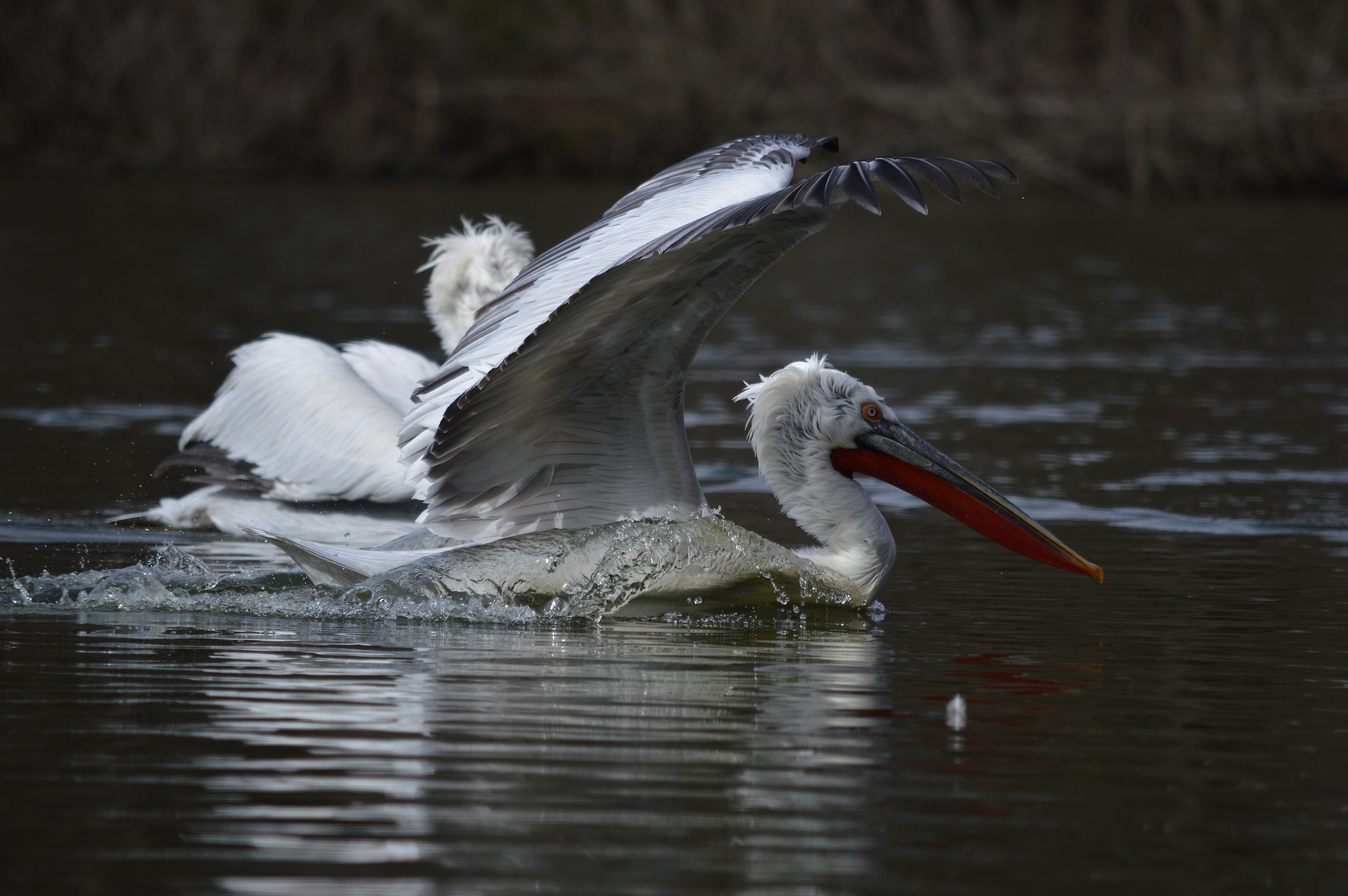 Pelican Landing
