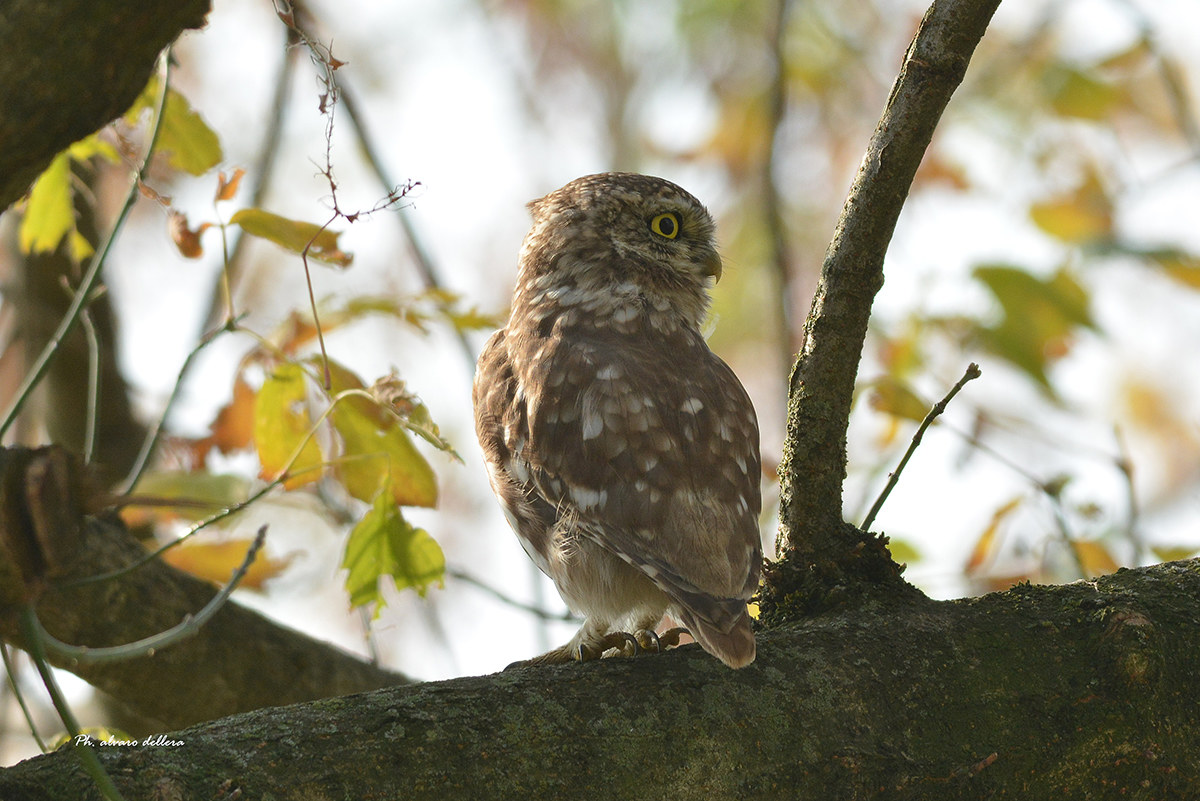 The Day of the Owl backlit