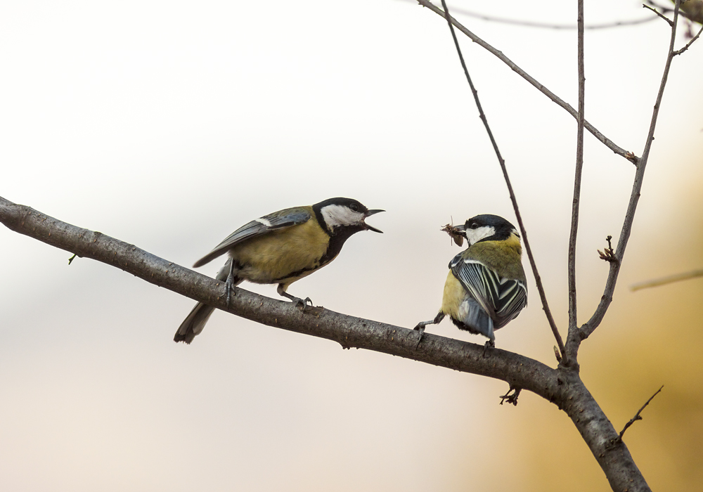 Grande famiglia di tit