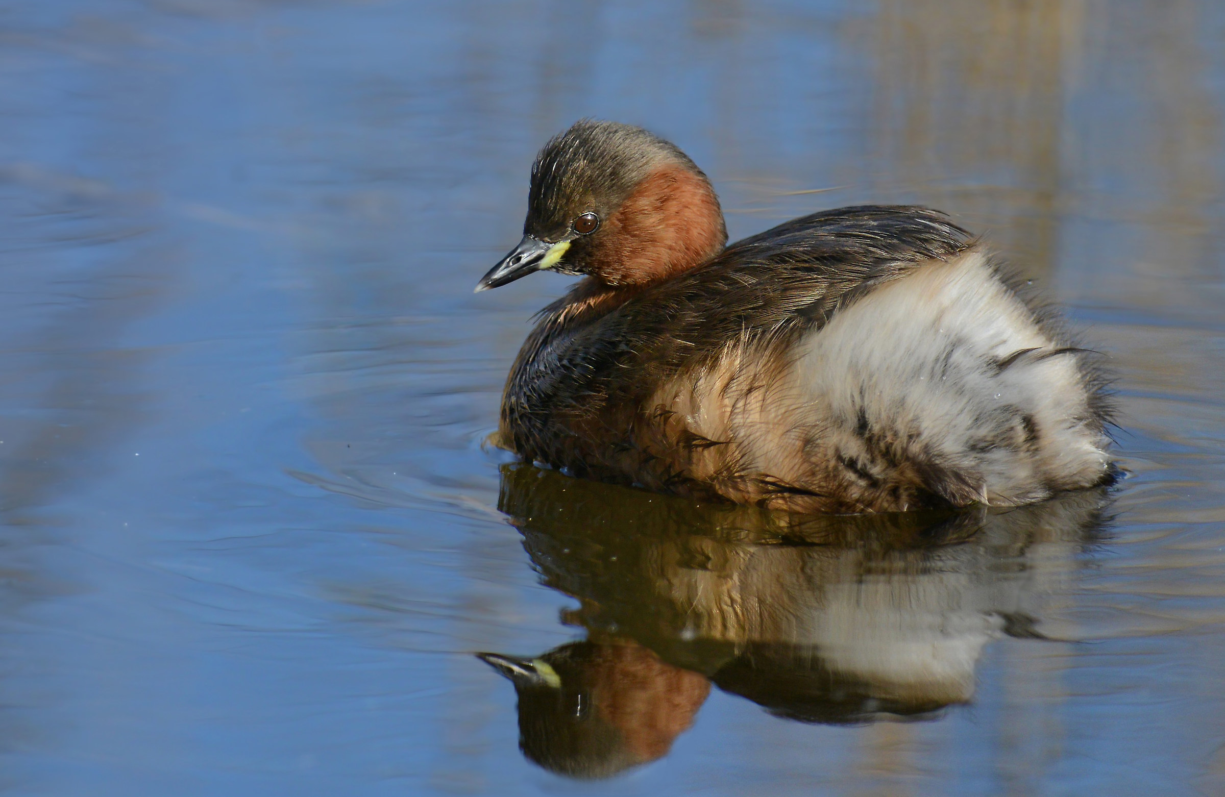 little grebe