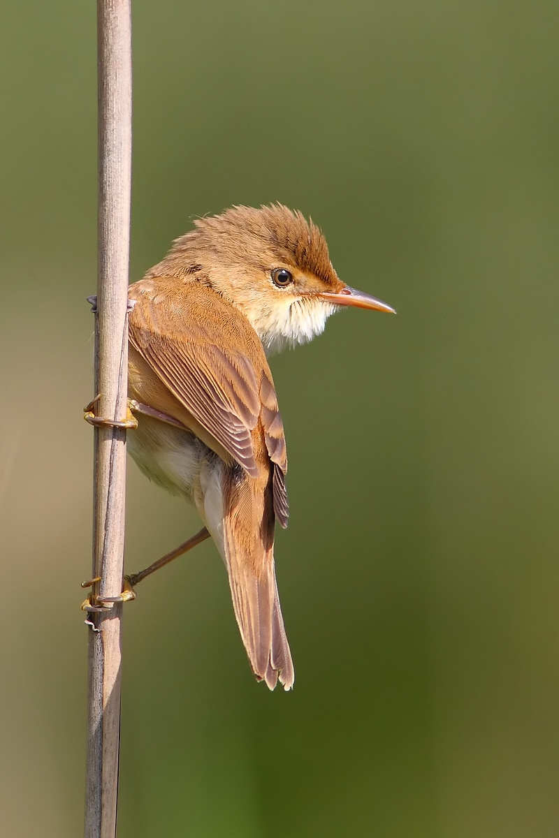 reed warbler