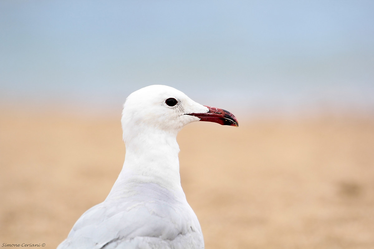 Larus Audouinii- (Seagull Course)