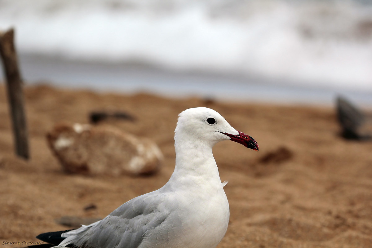 Larus Audouinii- (Seagull Course)
