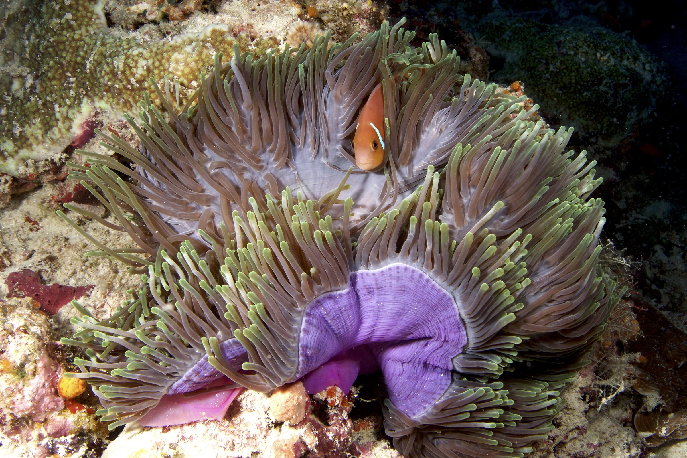 purple anemone