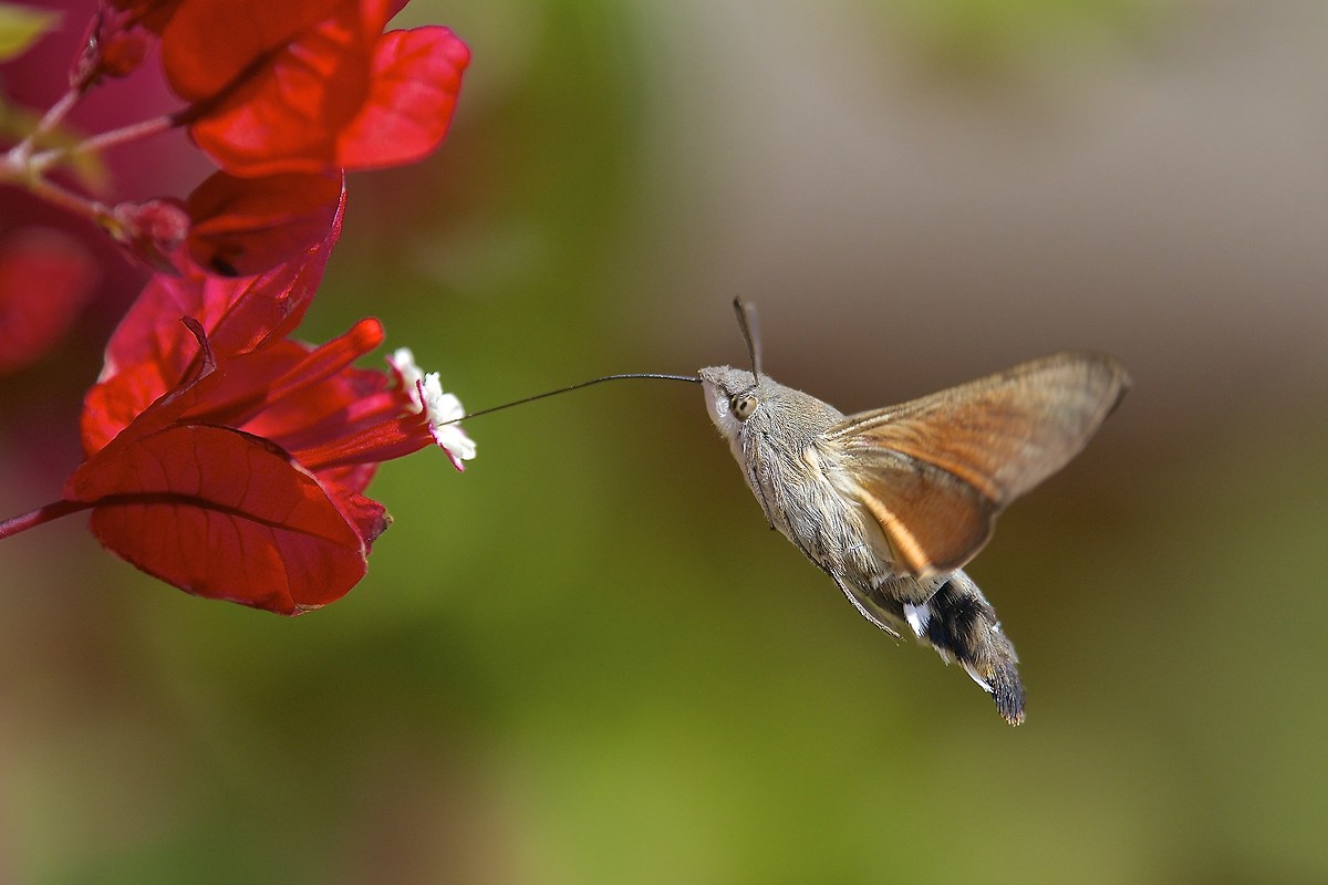Macroglossum stellatarum