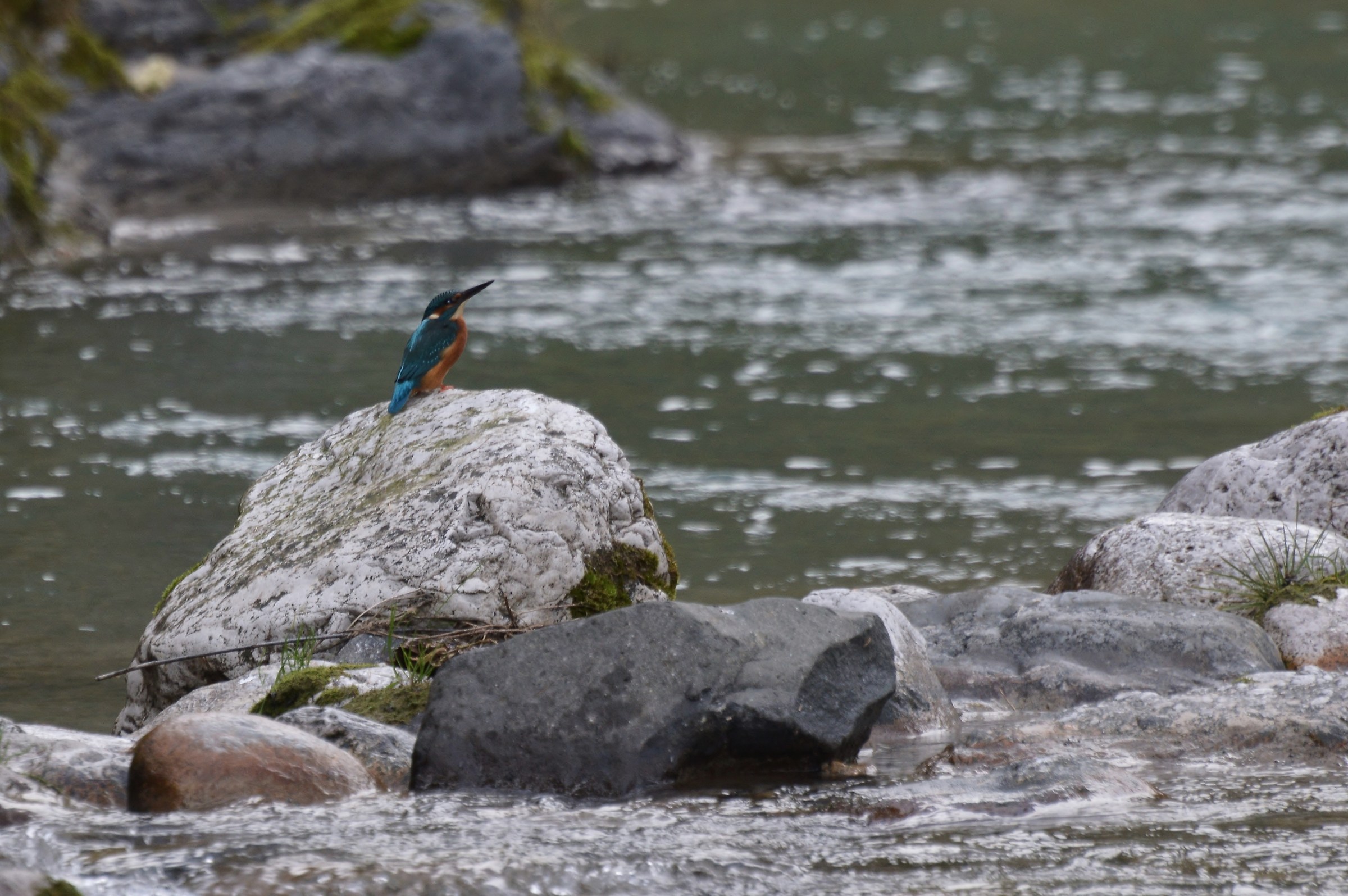il mio primo martin pescatore