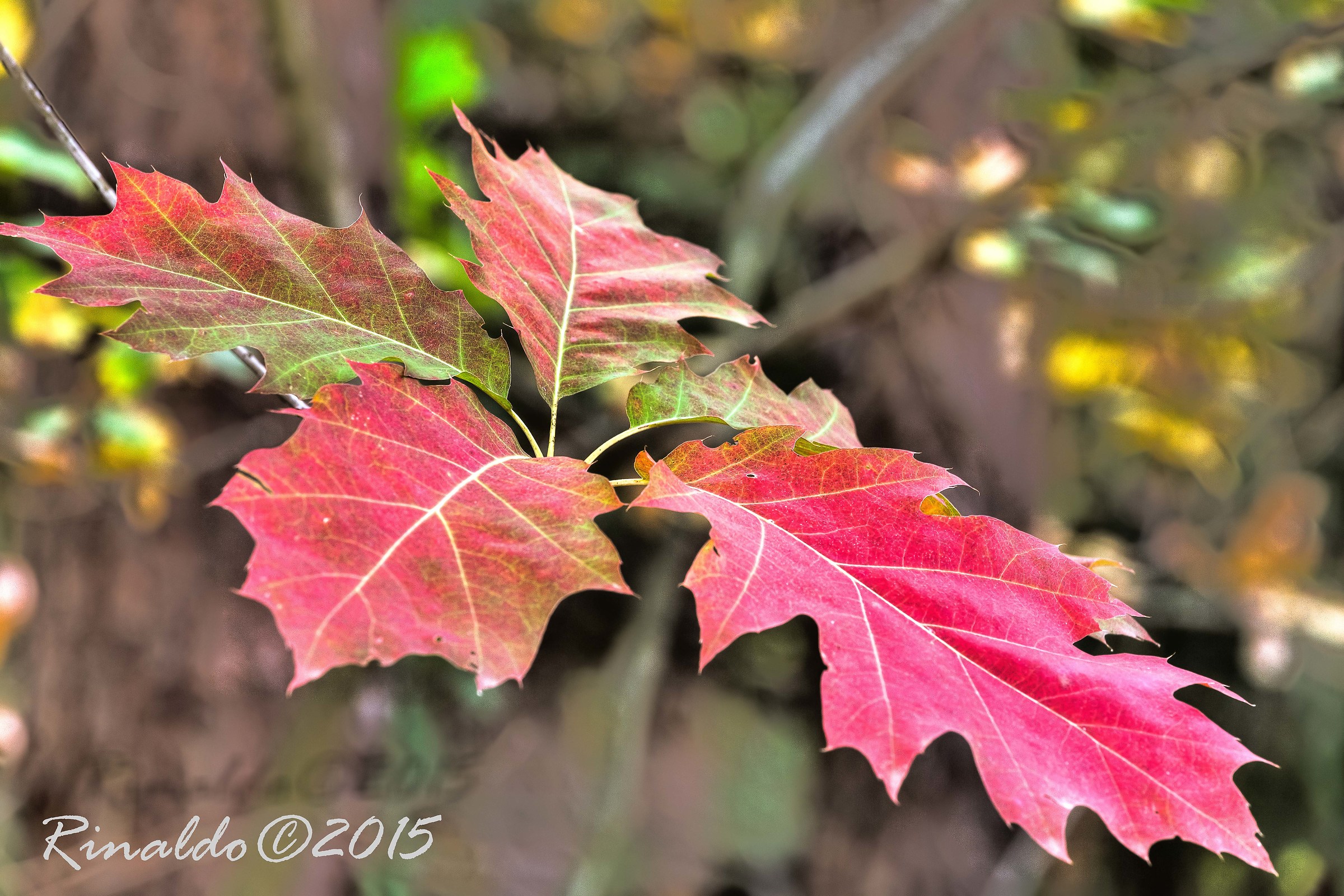 In the shadows of the evening
