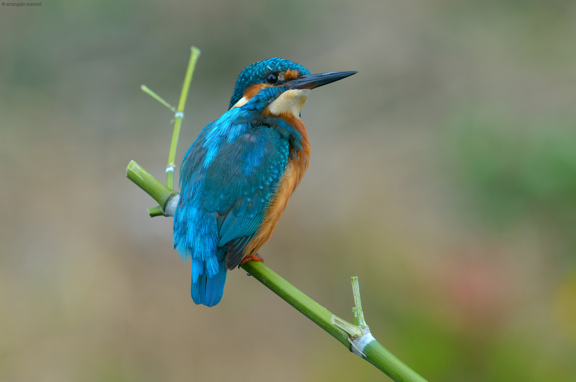 Martino che si è accorto del fotografo che lo spia