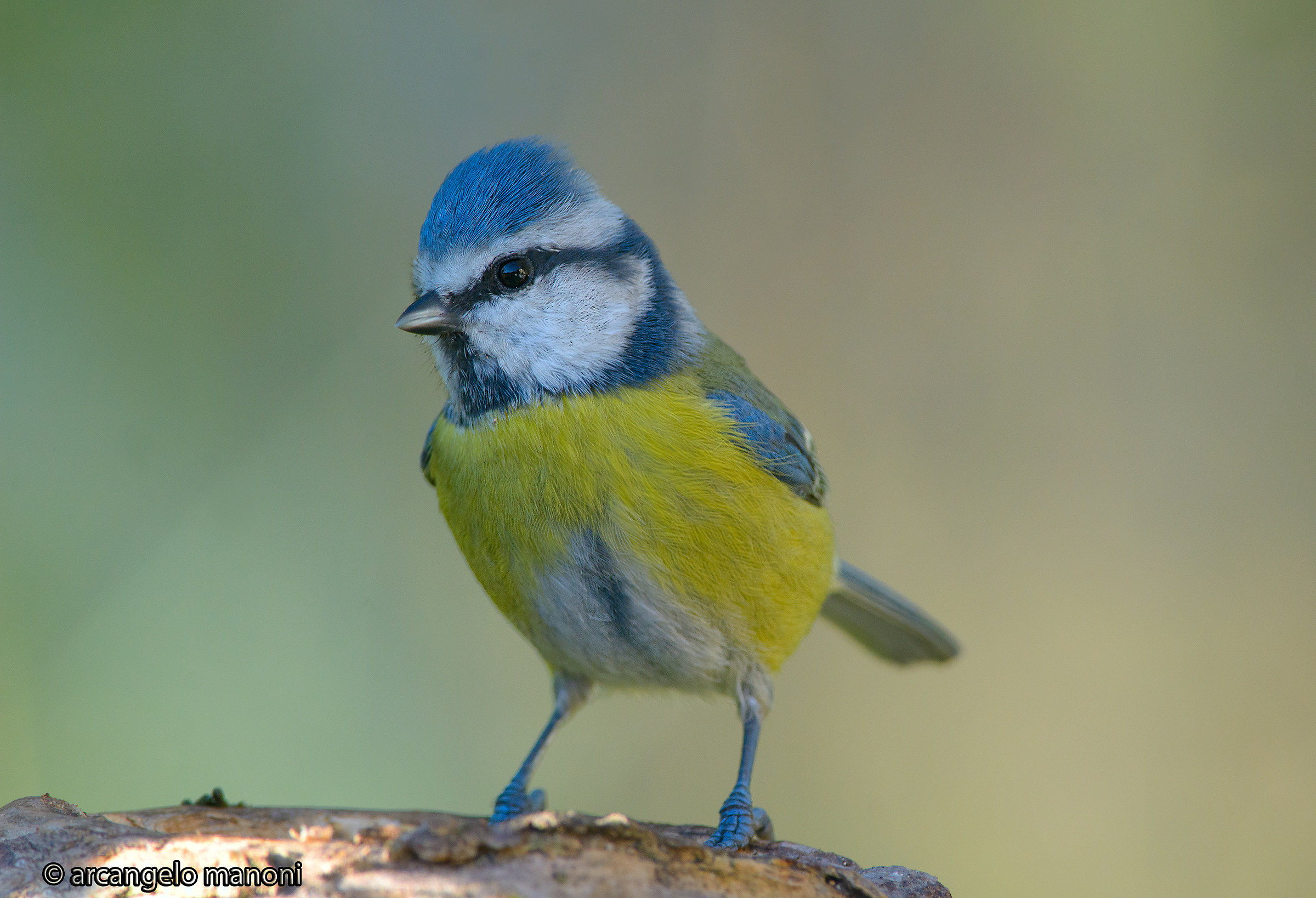 Sventola bandiera gialla e blu