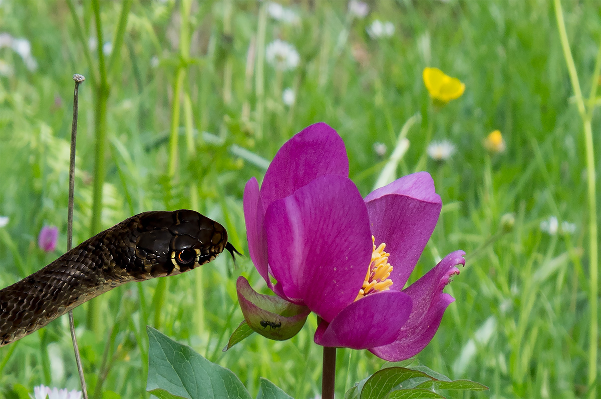 Serpente: biscia nera
