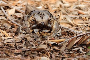 Caprimulgus europaeus