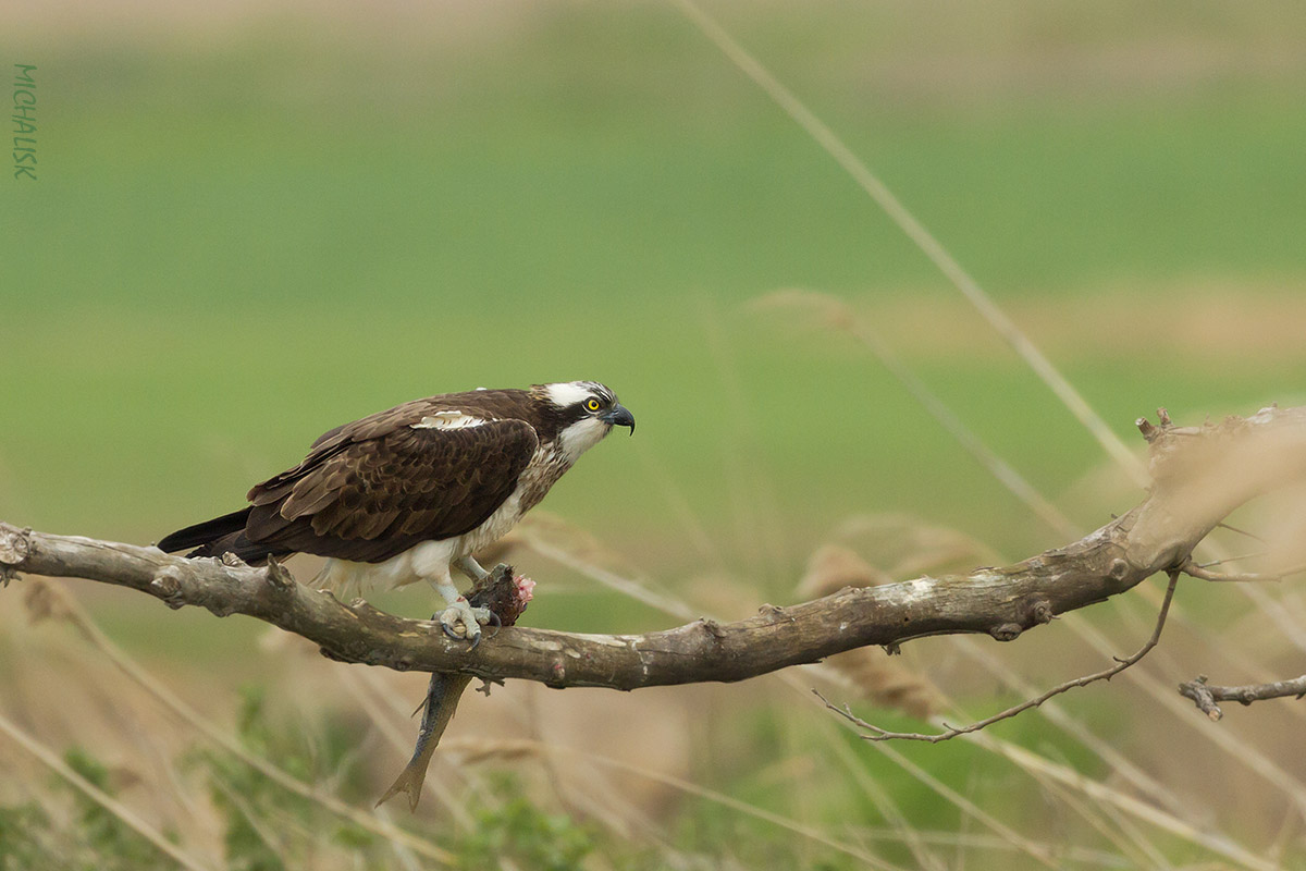 Osprey feeding