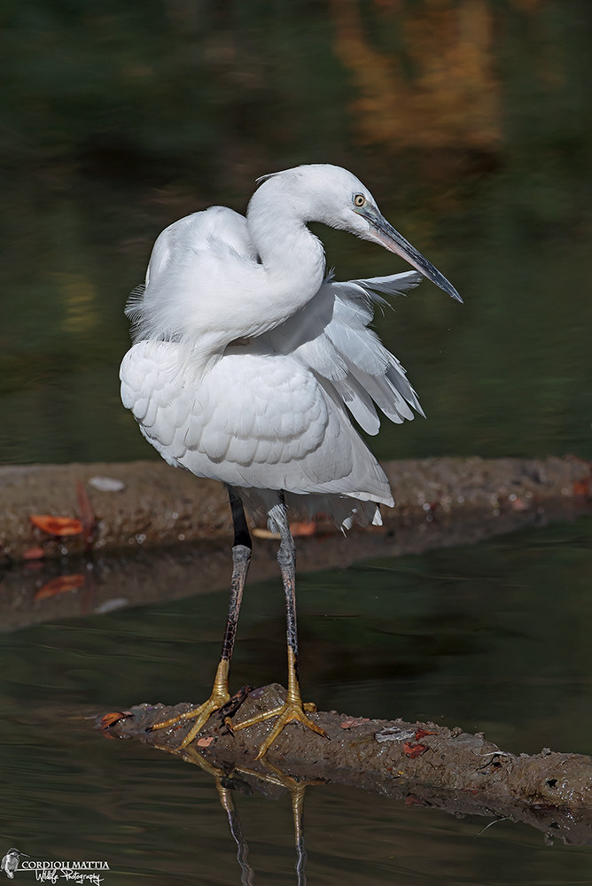 Egret ...