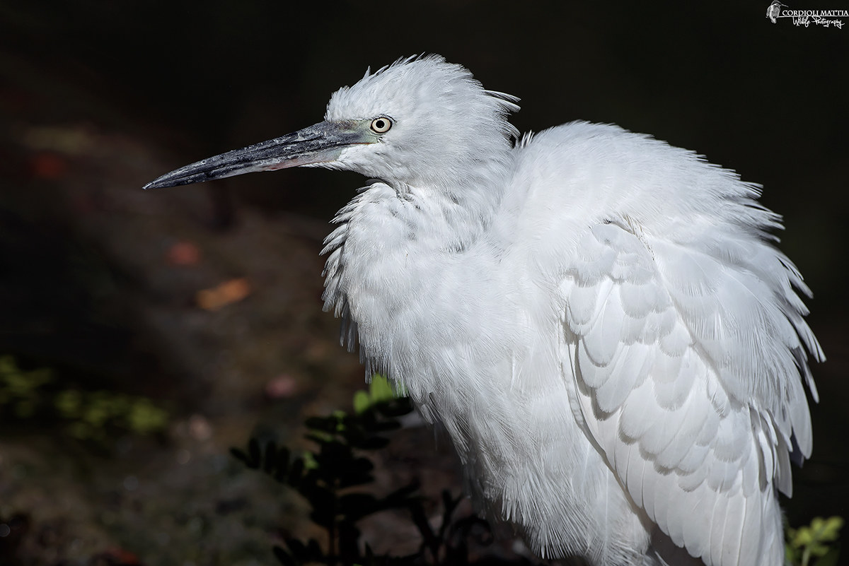 Egret portrait