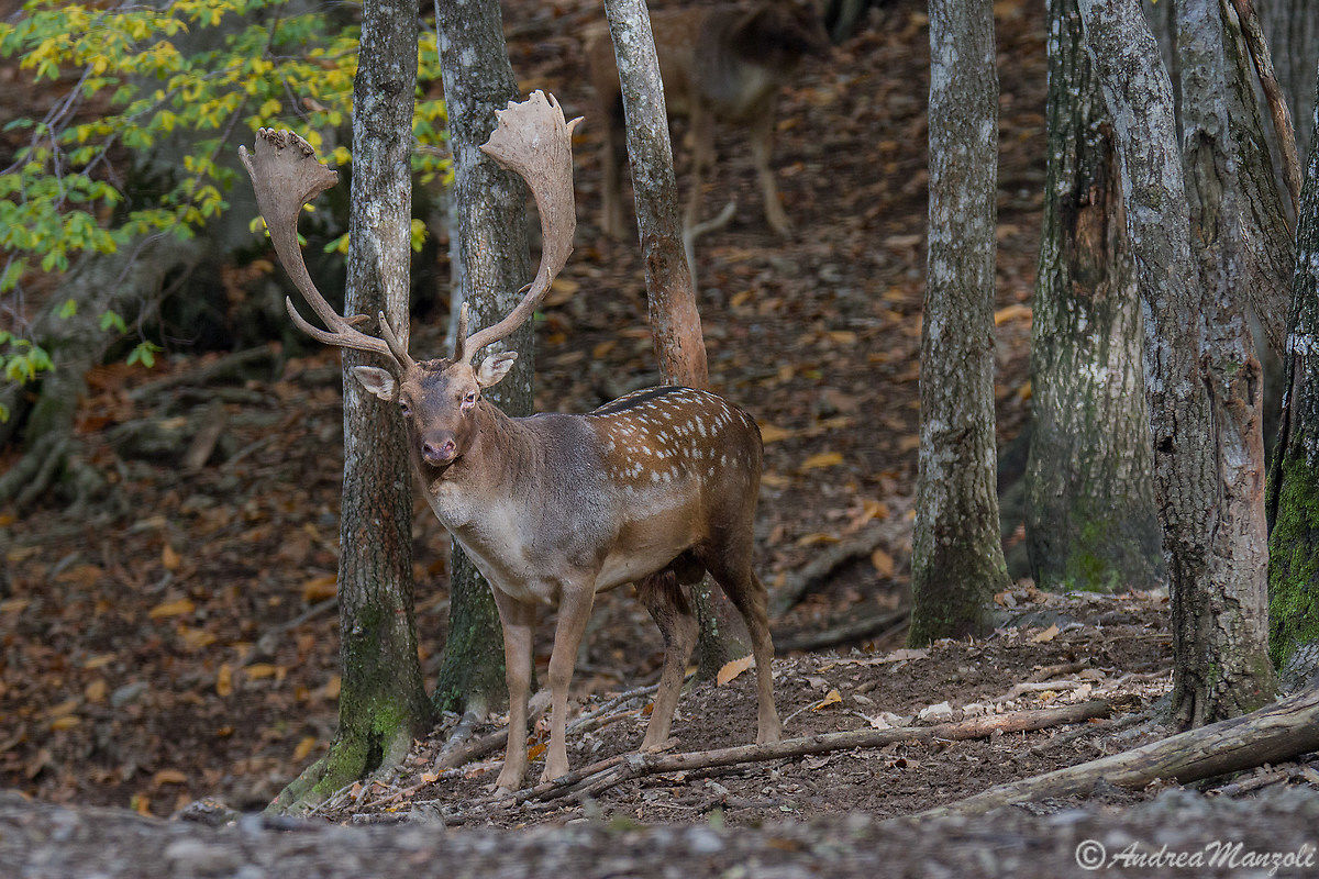 Palancone posing "Fallow deer Dama Dama"