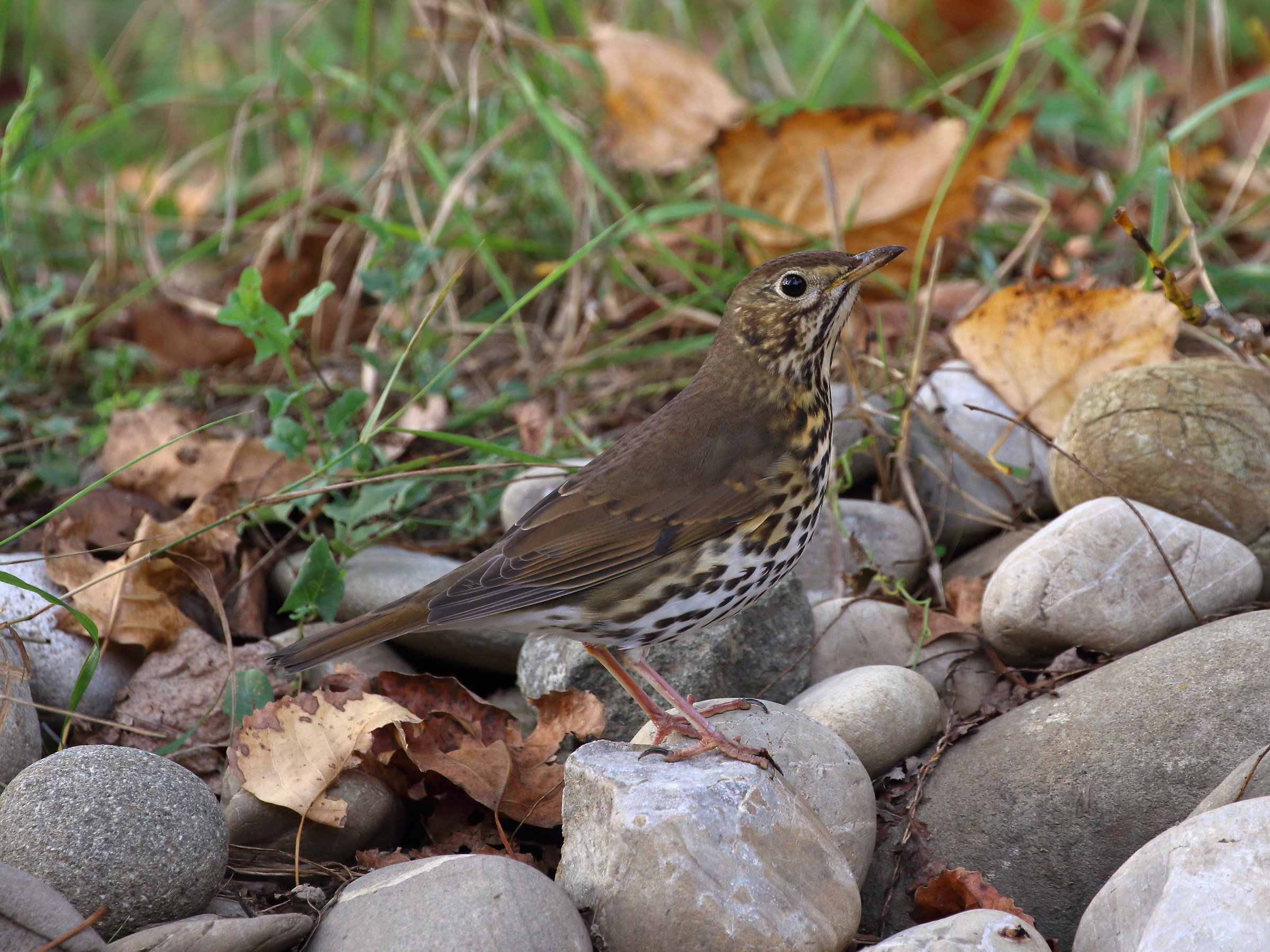 song thrush