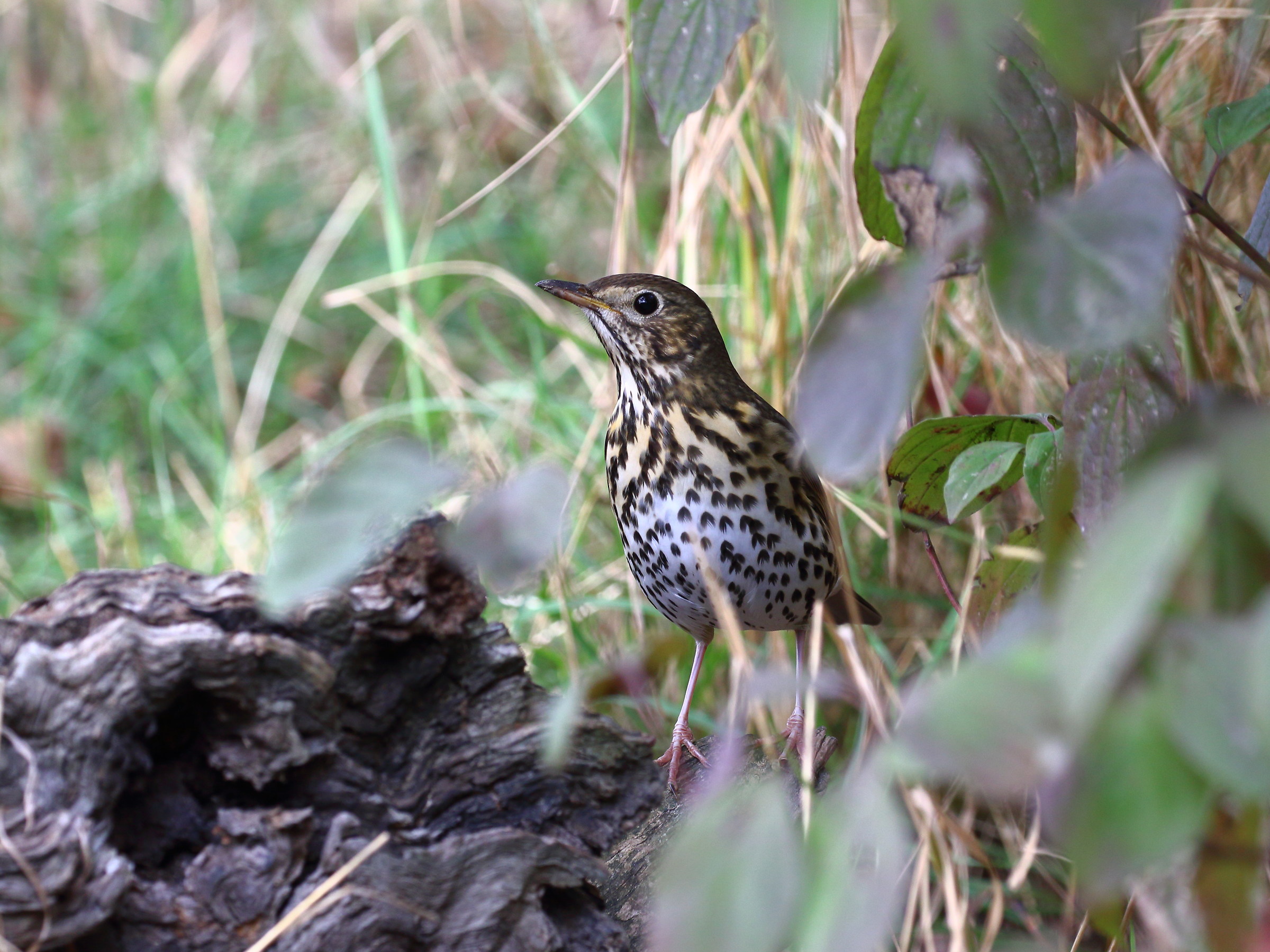 song thrush