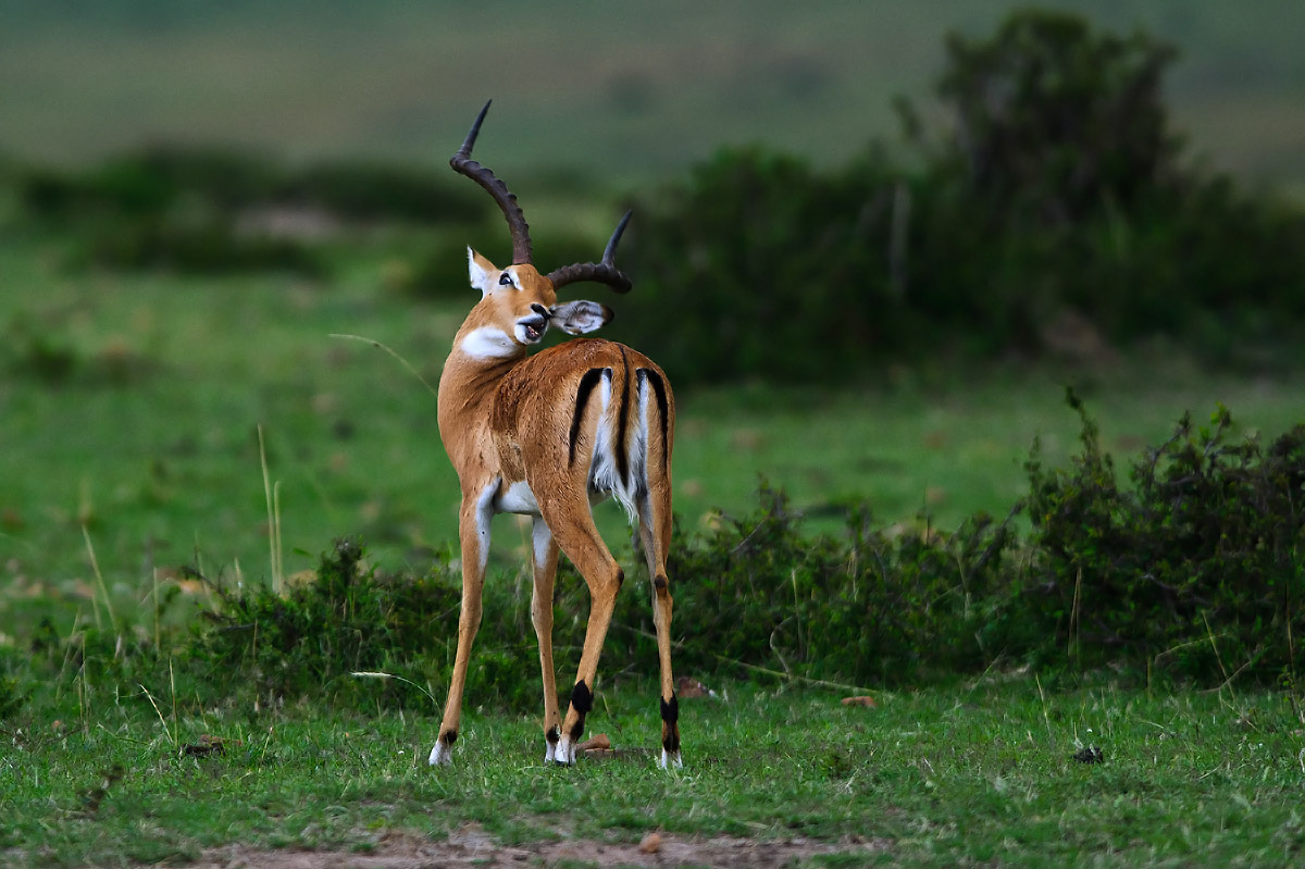 Grant's gazelle in torsion