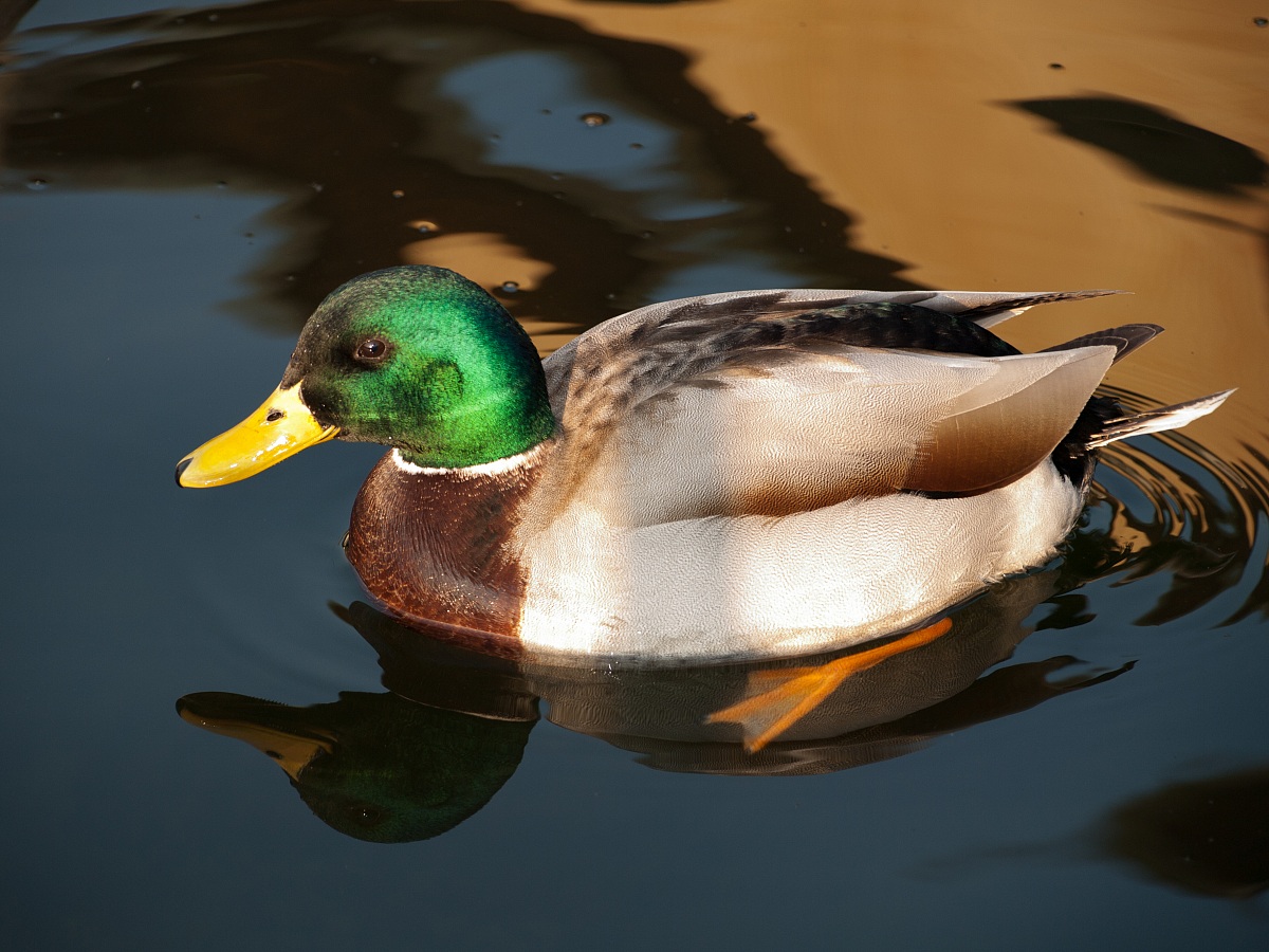 Mallard
