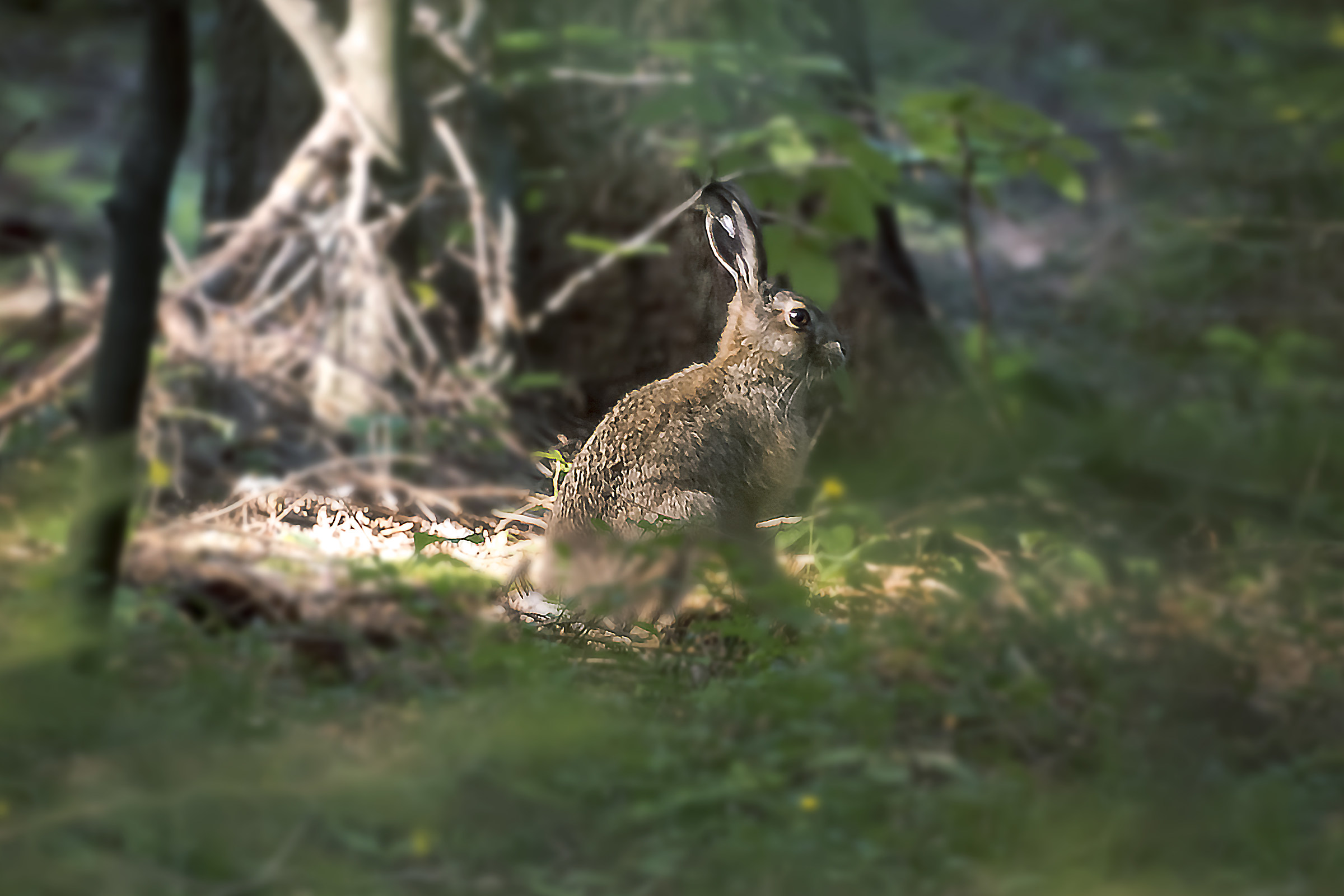 leveret