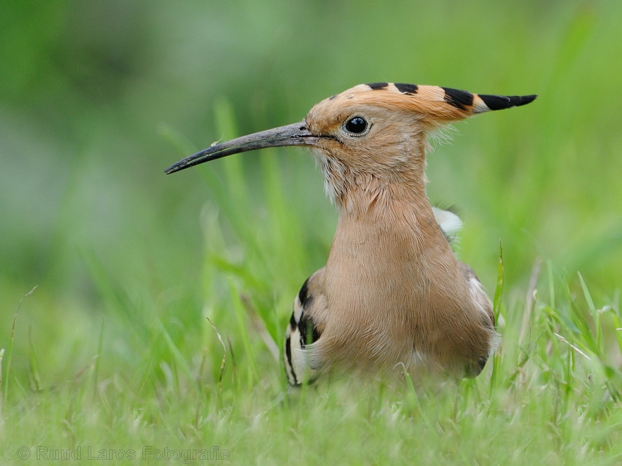 Eurasian Hoopoe