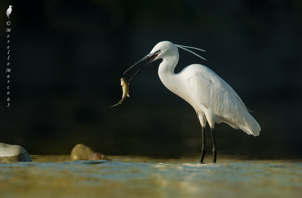 Egret ..... Tonight you eat .... sea bass.