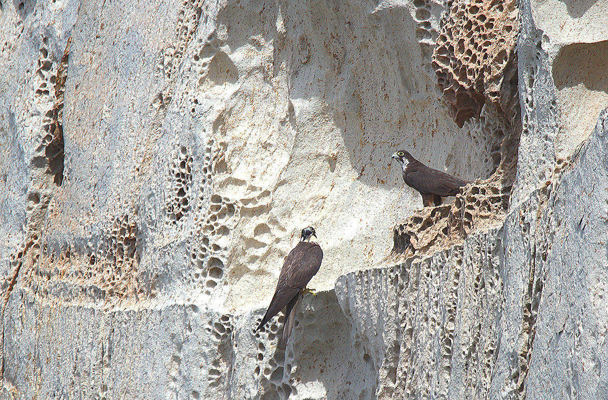 Eleonora's falcons