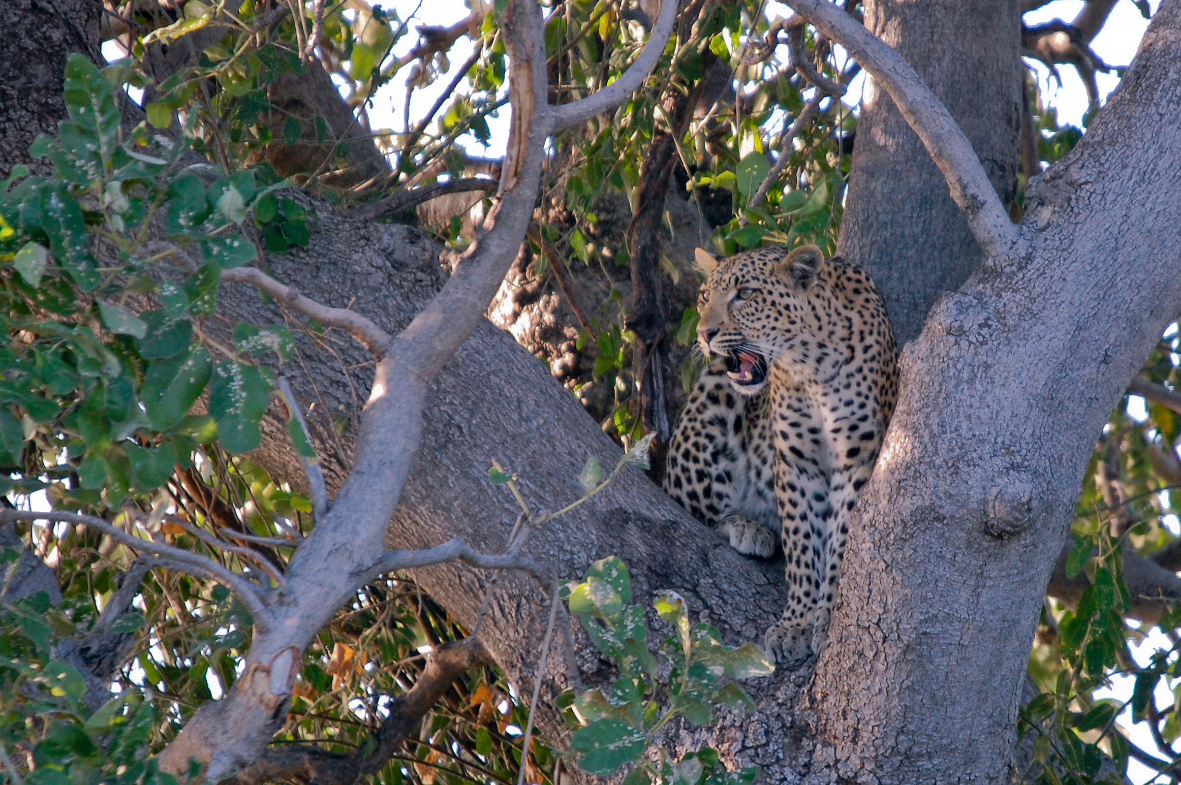 The lady of the Chobe