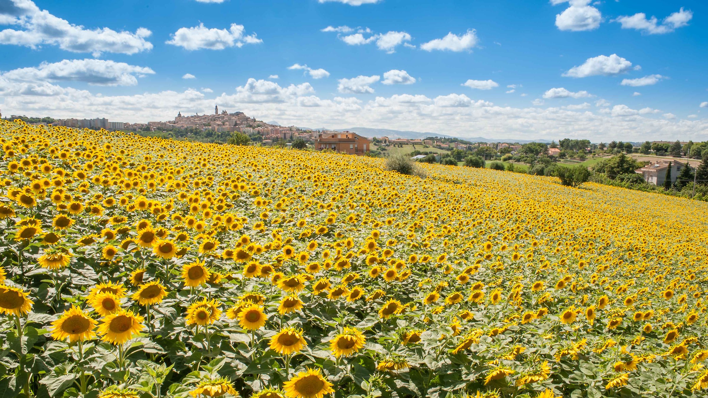 Sunflowers around Macerata