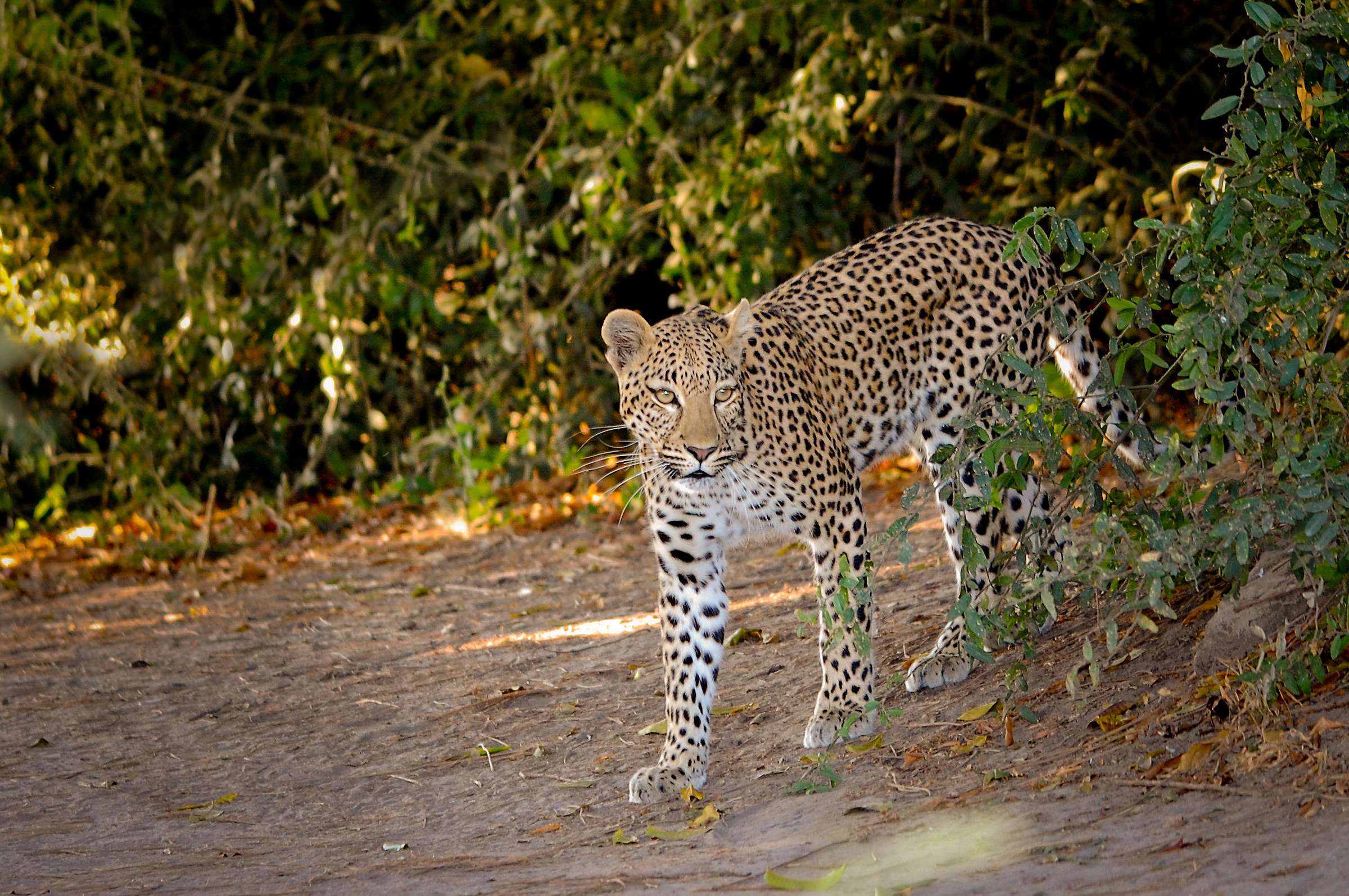 and 'always her ... Mrs.