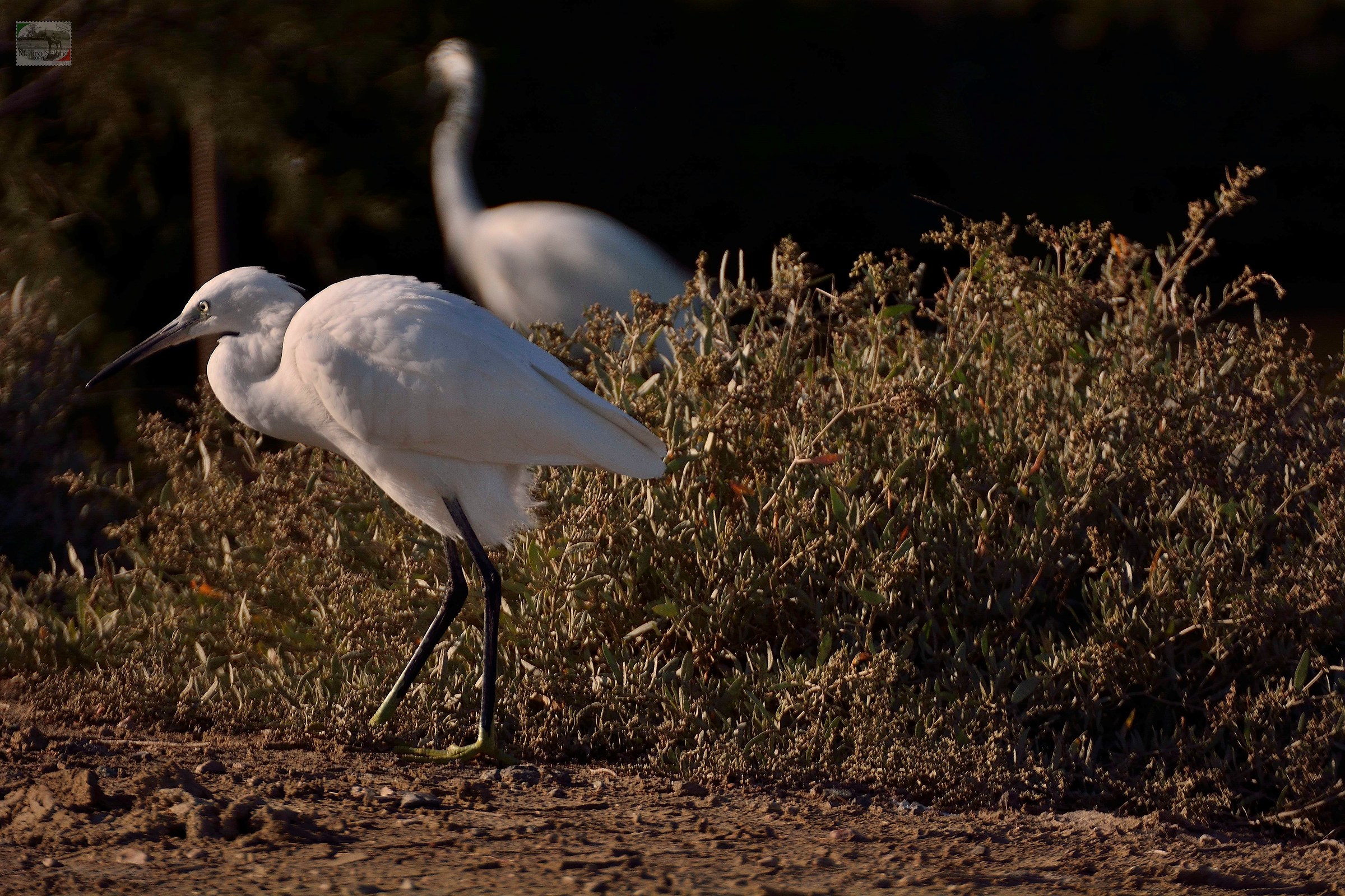 Egret