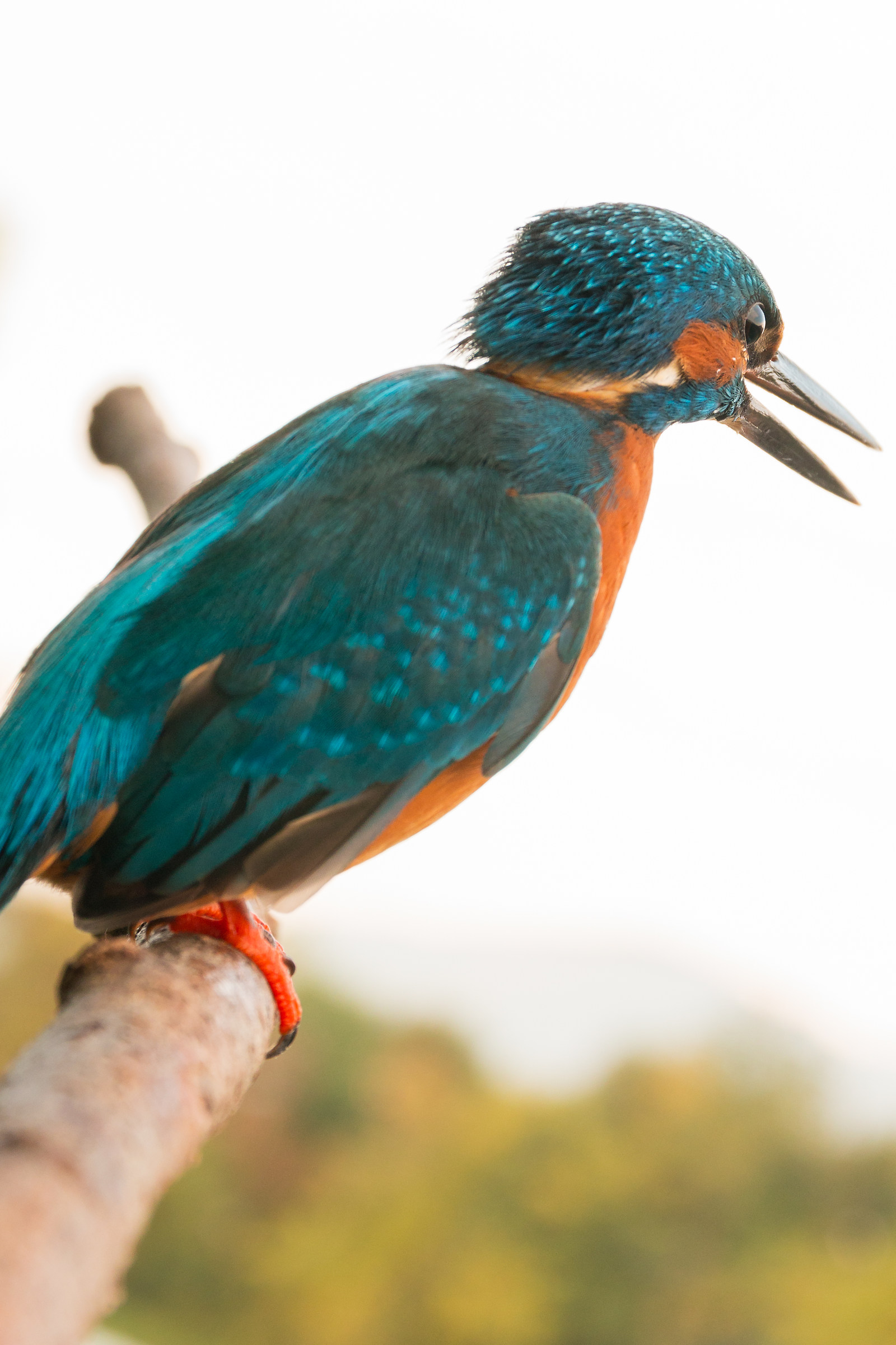 martin pescatore a 63mm!!!!!!!!!!! senza scatto remoto