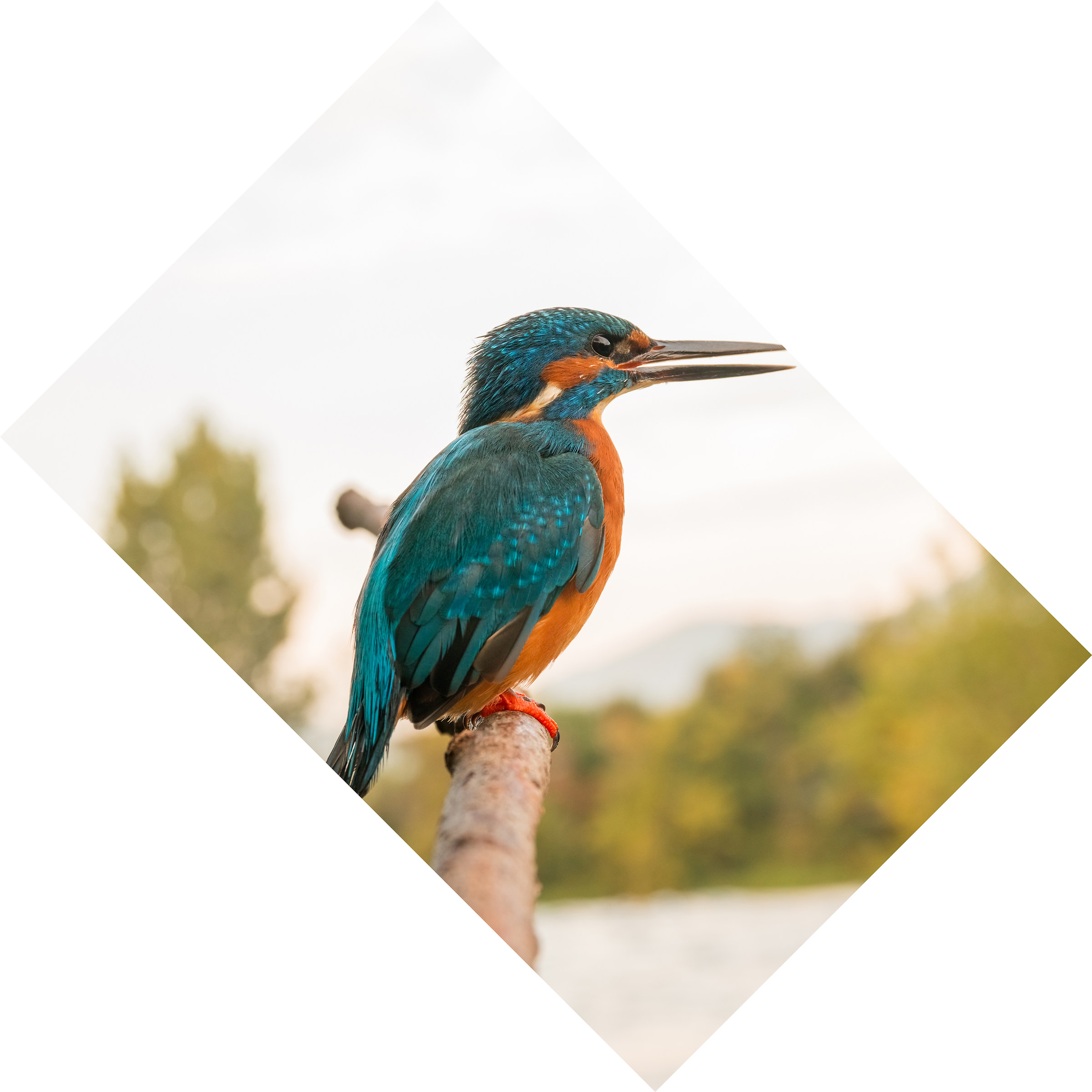 martin pescatore a 63mm!!!!!!!!!!!! senza scatto remoto