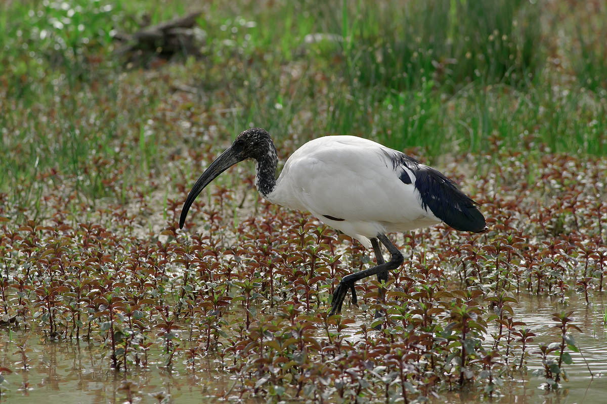 Threskiornis melanocephalus (black-headed Ibis)