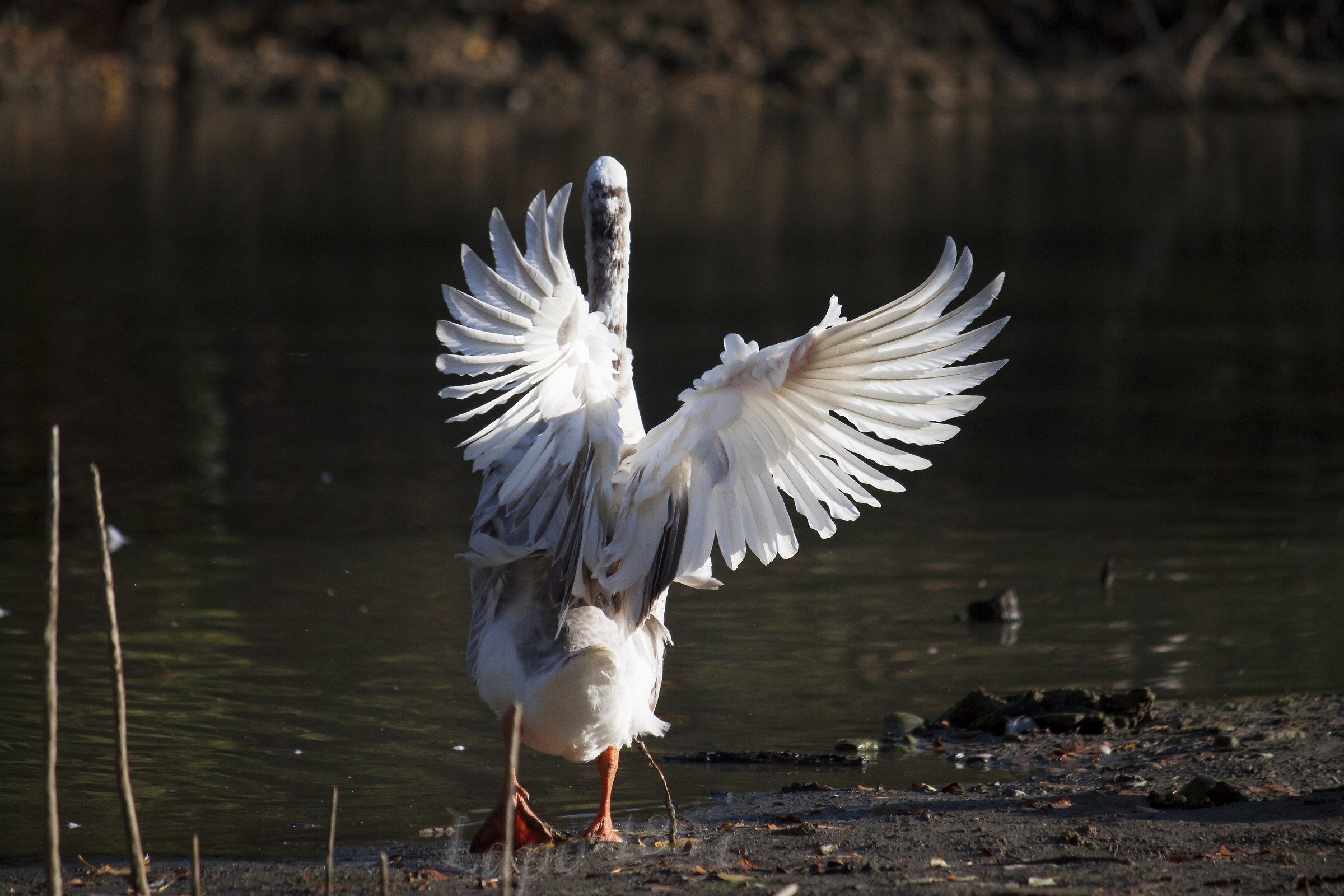 Non fatemi arrabbiare!!!!!