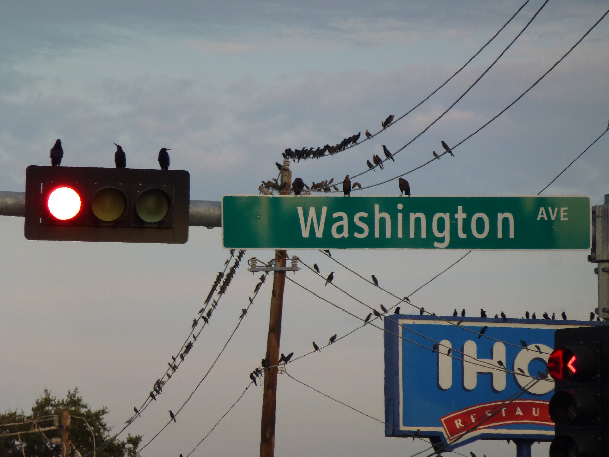 the ugly birds of Alfred