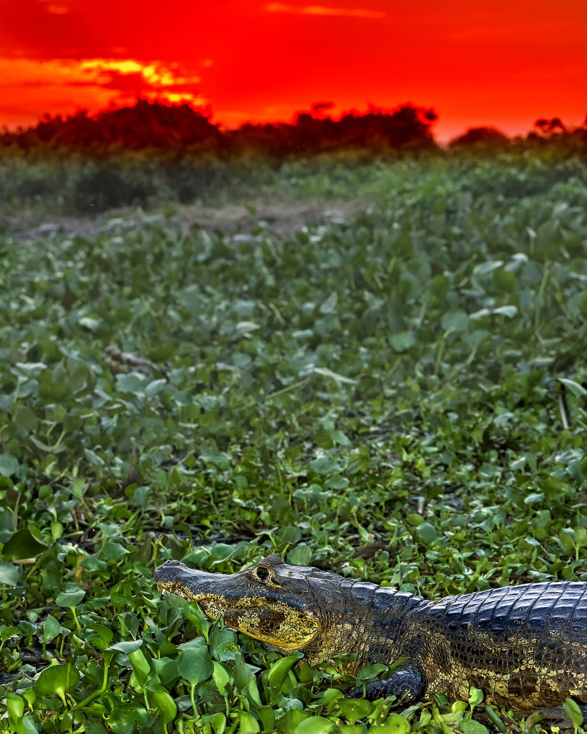 Pantanal 2015 - Tramonto sul Pantanao
